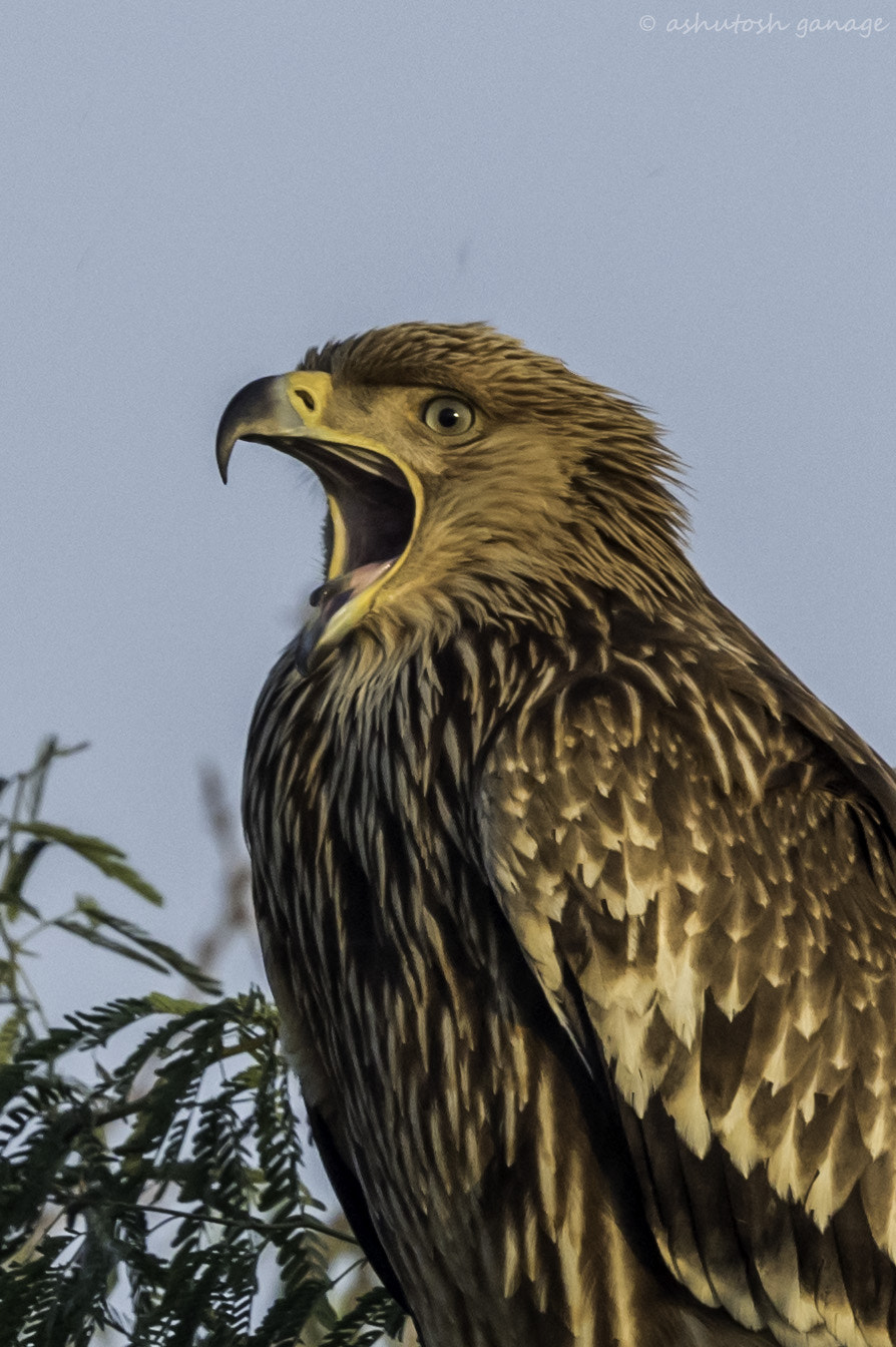 Canon EF 500mm F4L IS II USM sample photo. Eastern imperial eagle photography