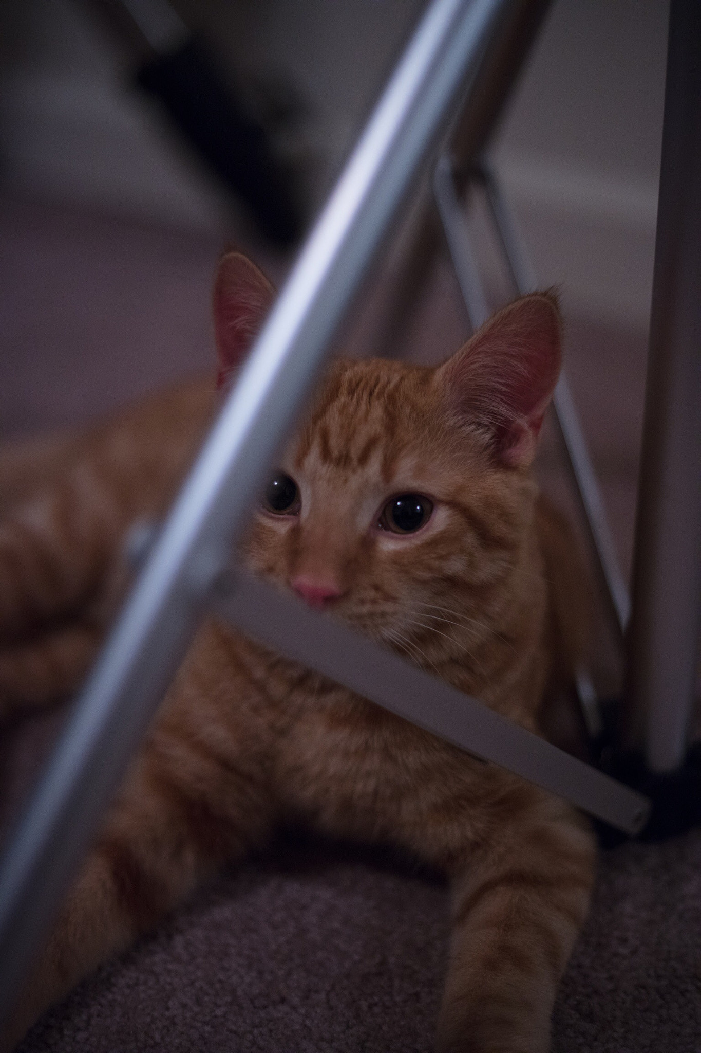 Canon EOS 5DS R sample photo. House cat photography