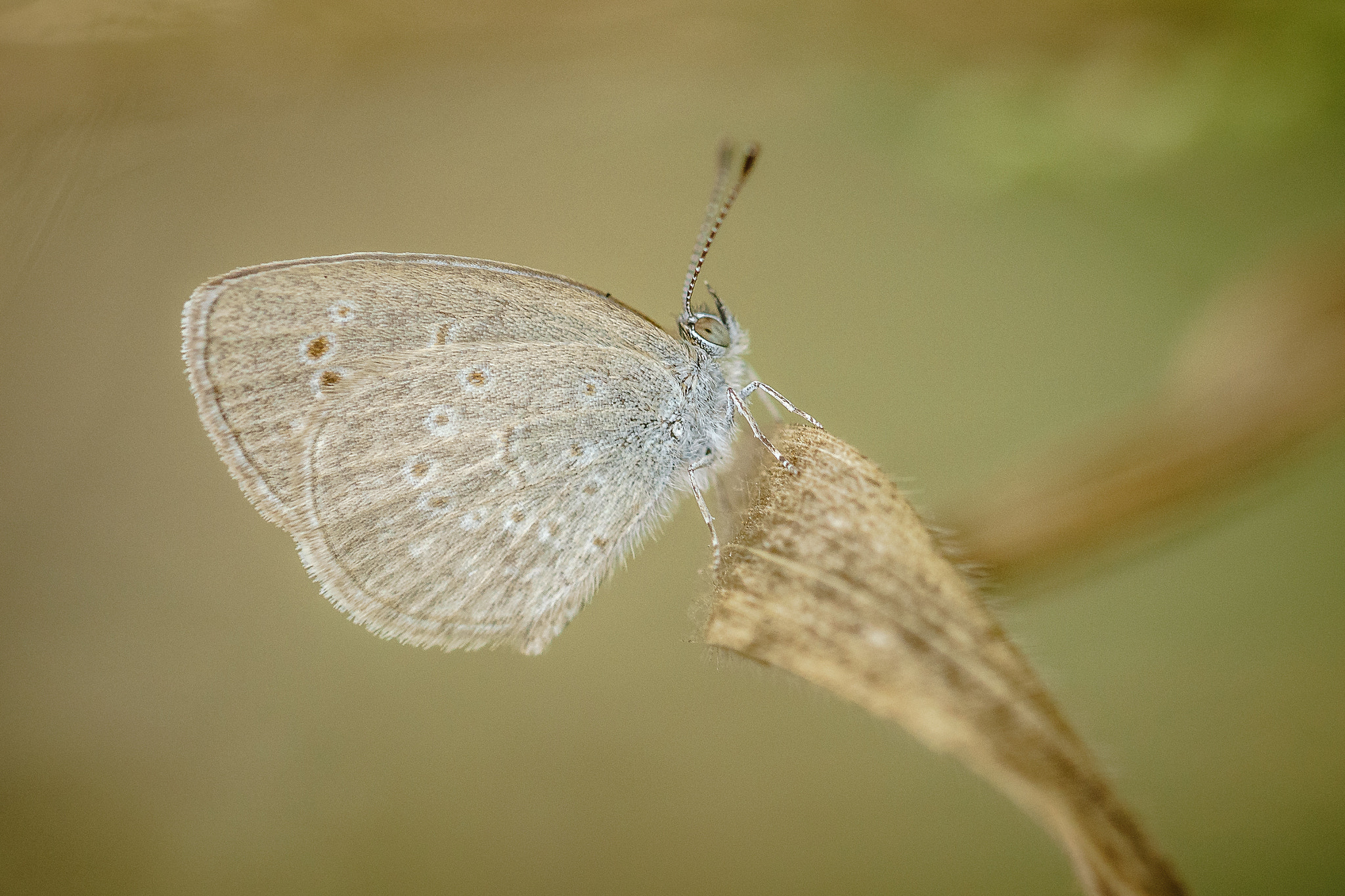 Tamron 18-270mm F3.5-6.3 Di II PZD sample photo. Butterfly photography