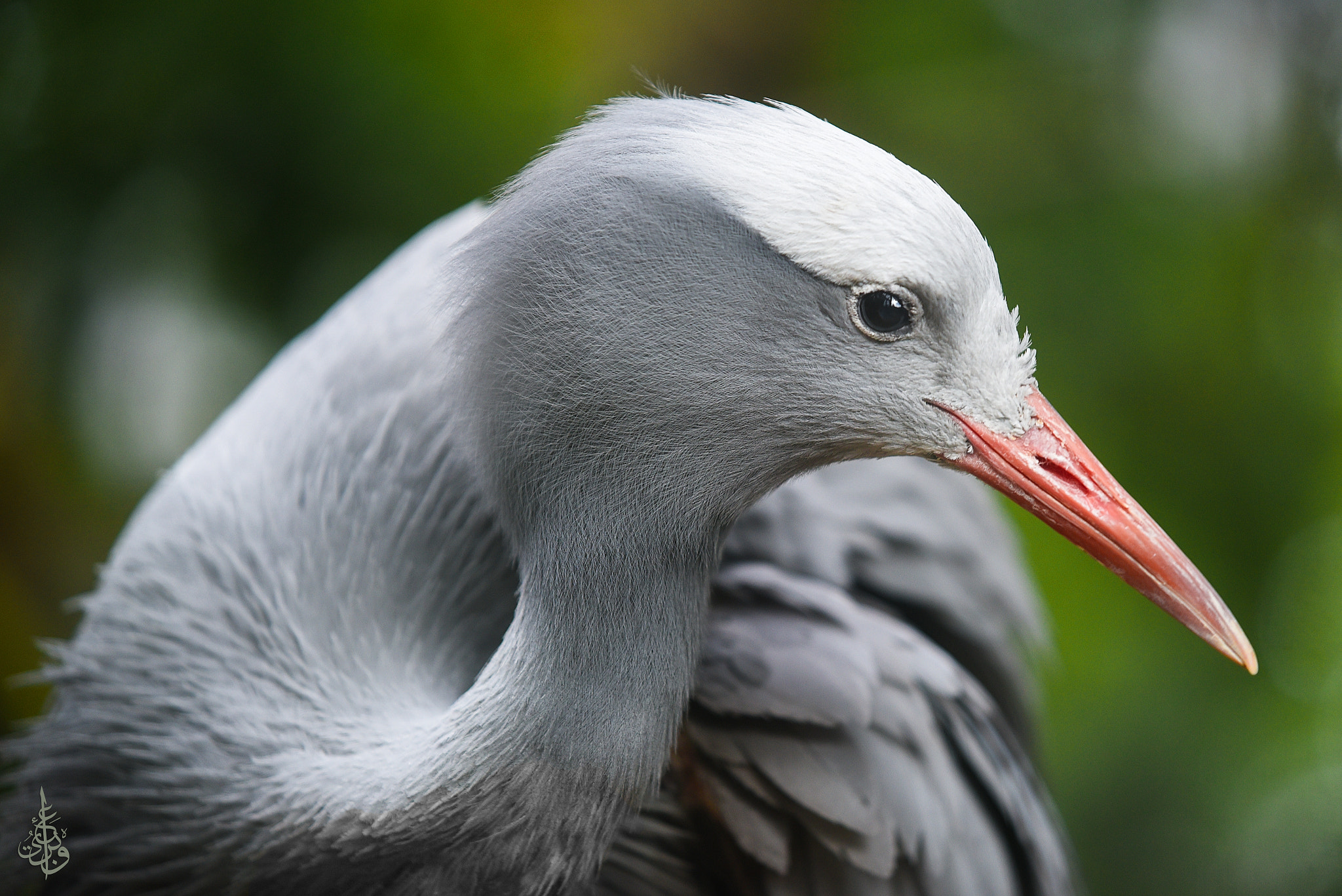 AF-S Zoom-Nikkor 80-200mm f/2.8D IF-ED sample photo. Stanely crane photography