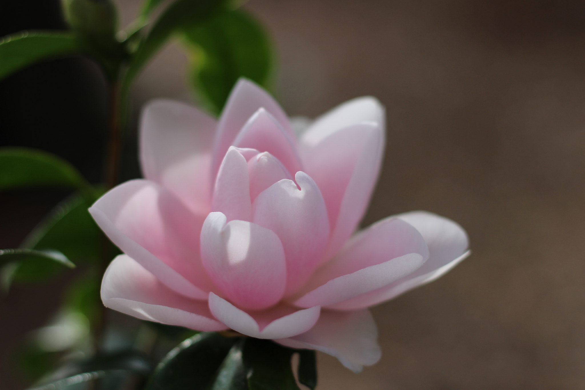Canon EOS 100D (EOS Rebel SL1 / EOS Kiss X7) sample photo. Harriet bisbee photography