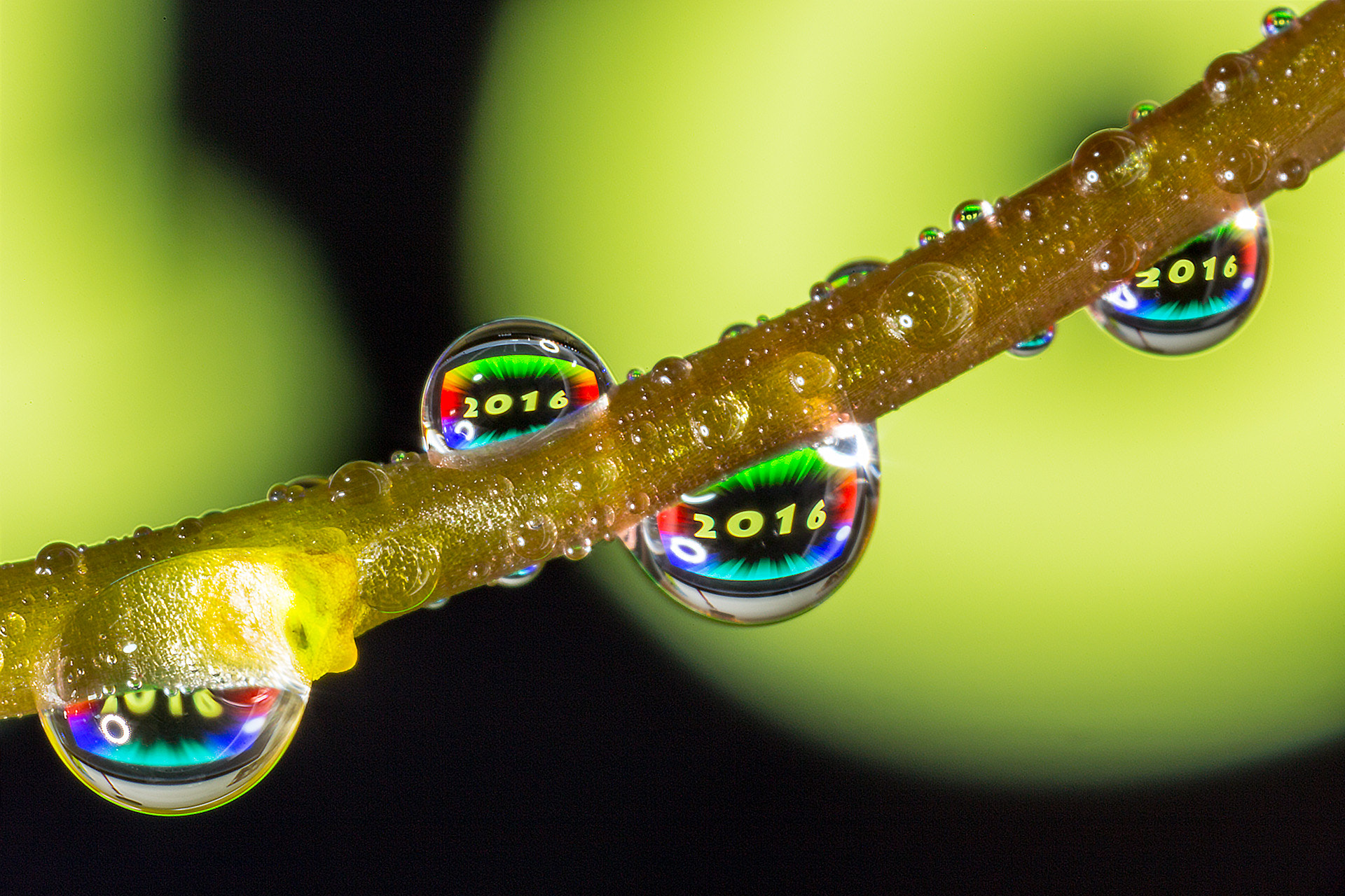 Canon MP-E 65mm F2.5 1-5x Macro Photo sample photo. Byby 2016！ photography