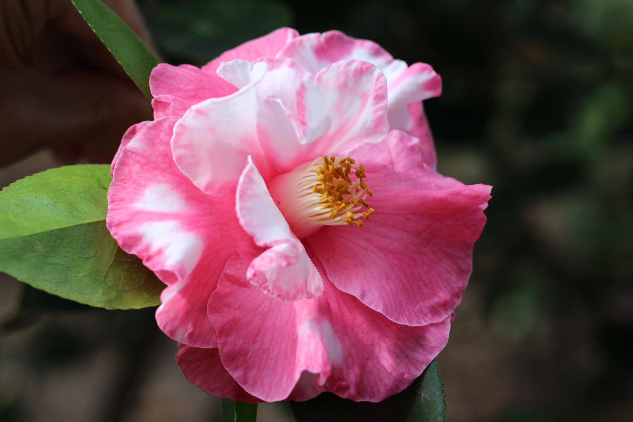 Canon EOS 100D (EOS Rebel SL1 / EOS Kiss X7) sample photo. Waltz time variegated photography