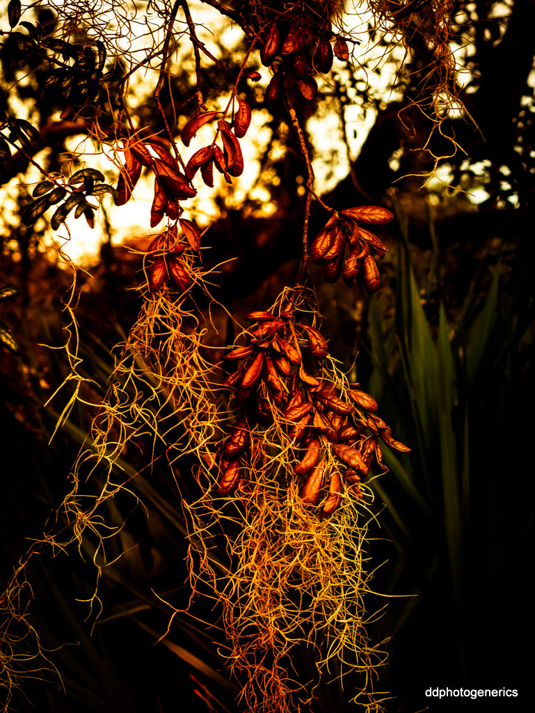 Olympus Zuiko Digital ED 70-300mm F4.0-5.6 sample photo. Leaves sometimes resist... photography