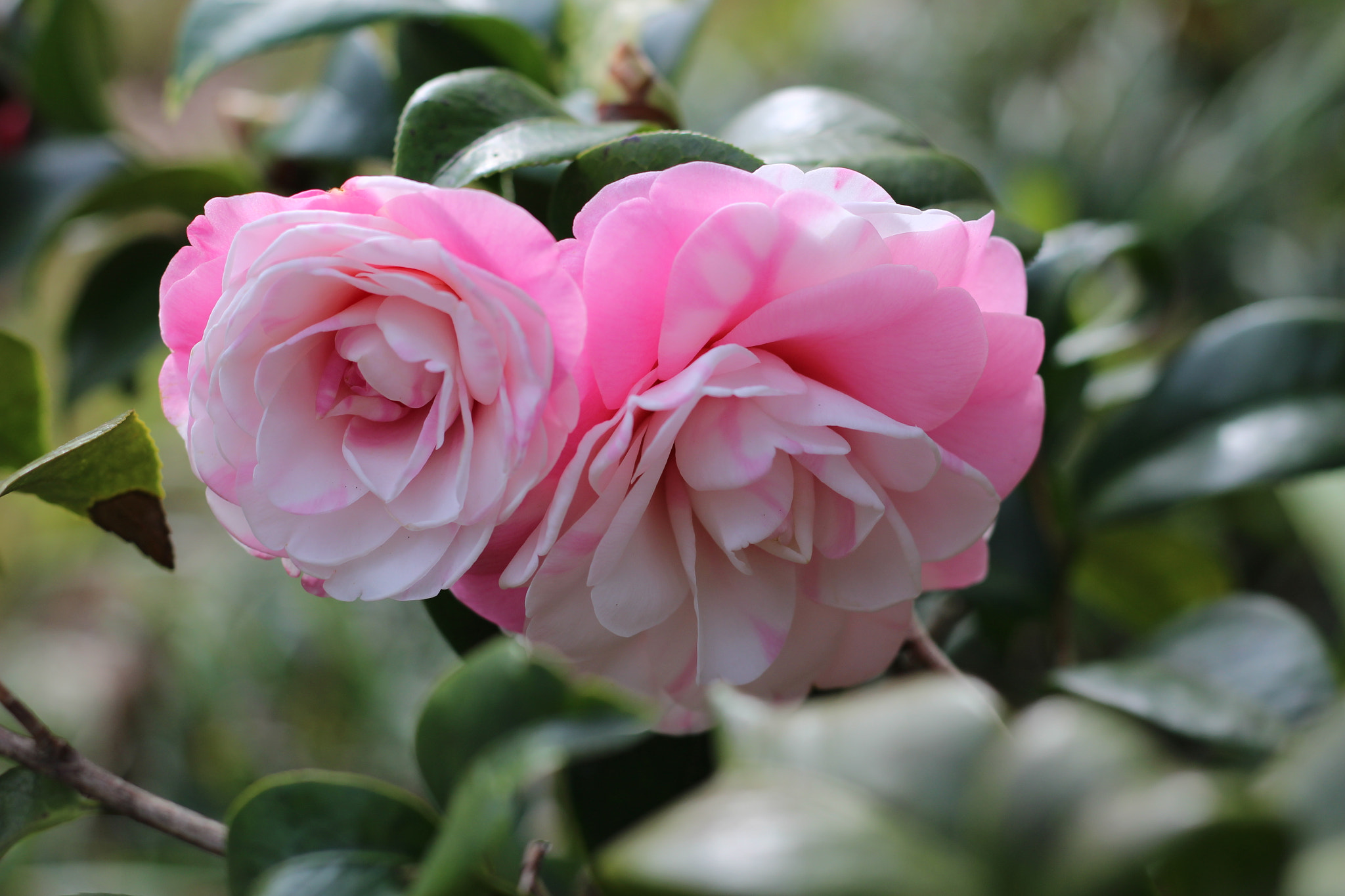 Canon EOS 100D (EOS Rebel SL1 / EOS Kiss X7) sample photo. Betty riddley variegated photography