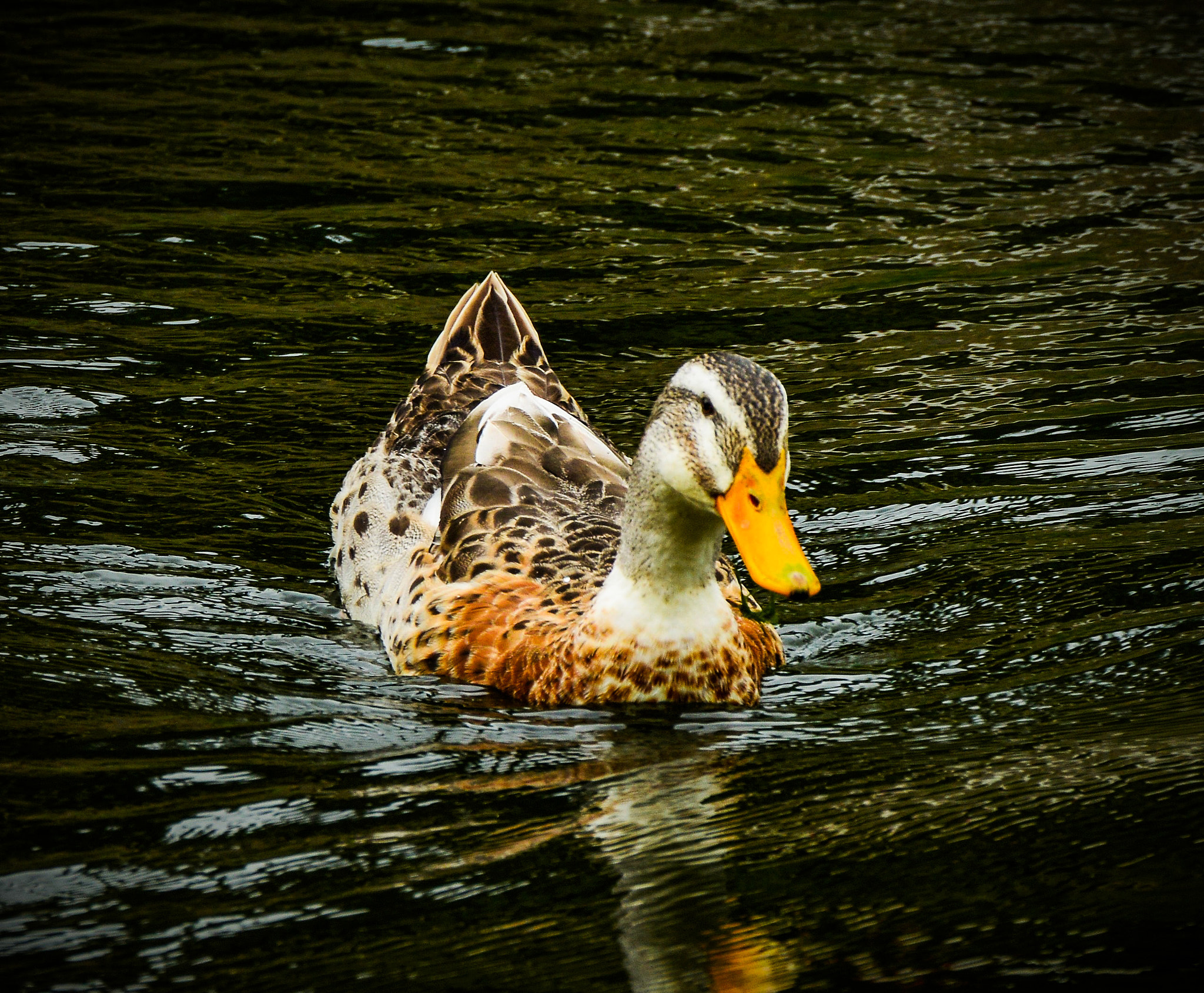 Sigma 50-500mm F4.5-6.3 DG OS HSM sample photo. Pato photography