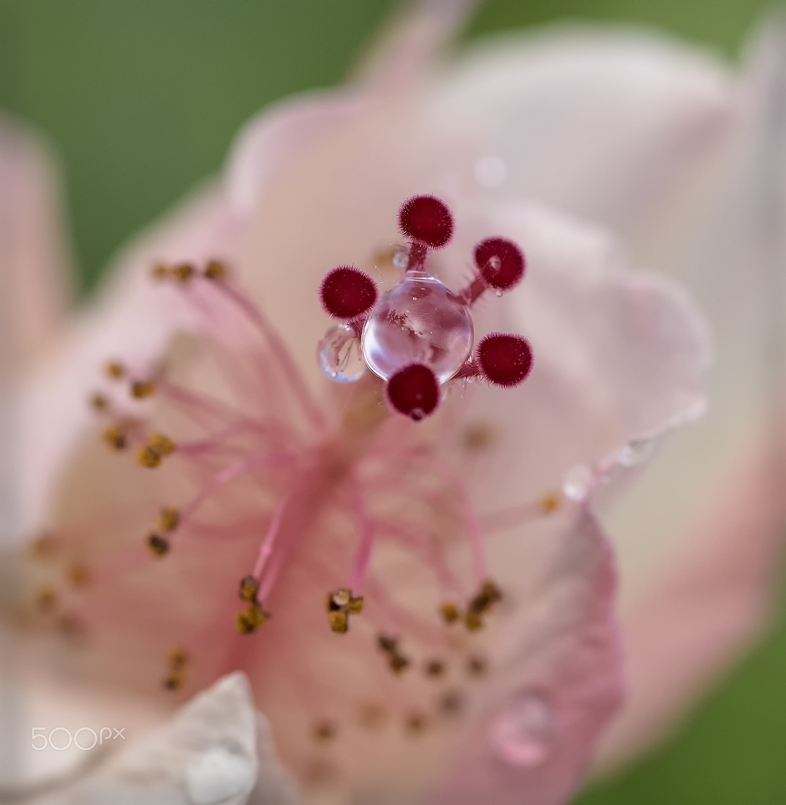 Sony a7R + Sony FE 90mm F2.8 Macro G OSS sample photo. Dew drops on bud. photography