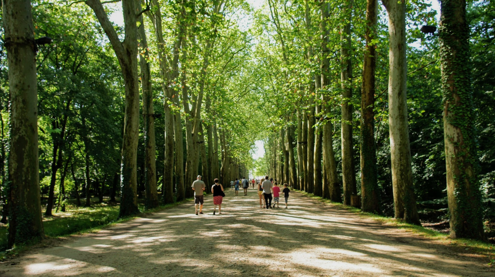 Sony SLT-A33 + Sony DT 16-105mm F3.5-5.6 sample photo. Pathway to chenonceau castle photography