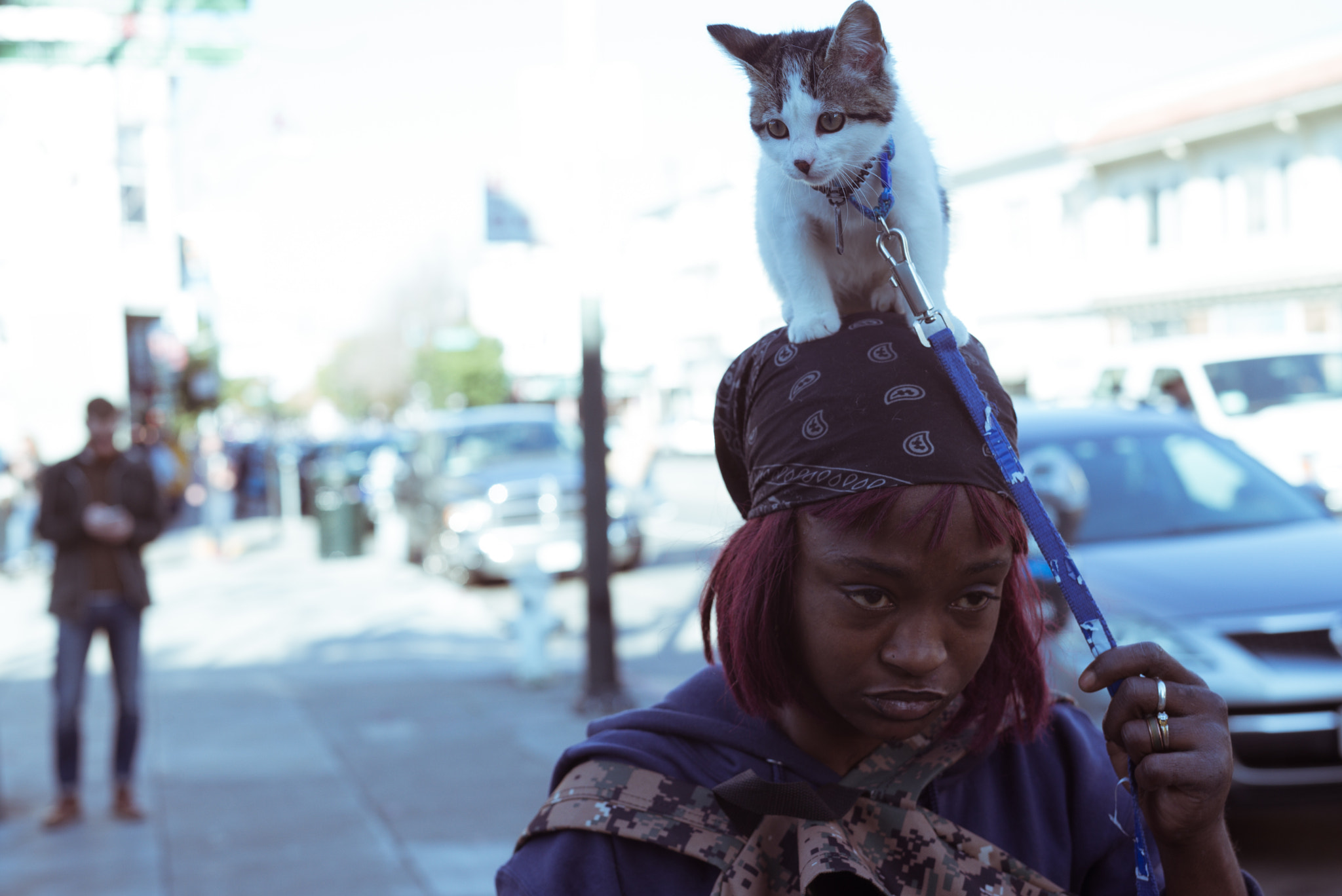 Leica APO-Summicron-M 50mm F2 ASPH sample photo. Cat walk. photography
