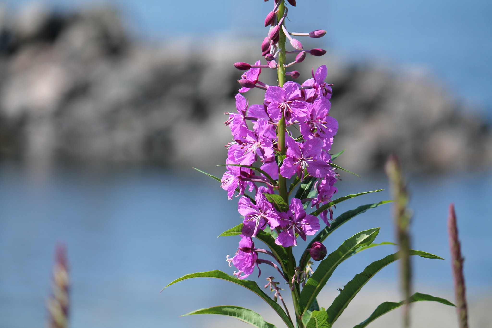 Canon EF-S 55-250mm F4-5.6 IS sample photo. Fireweed photography