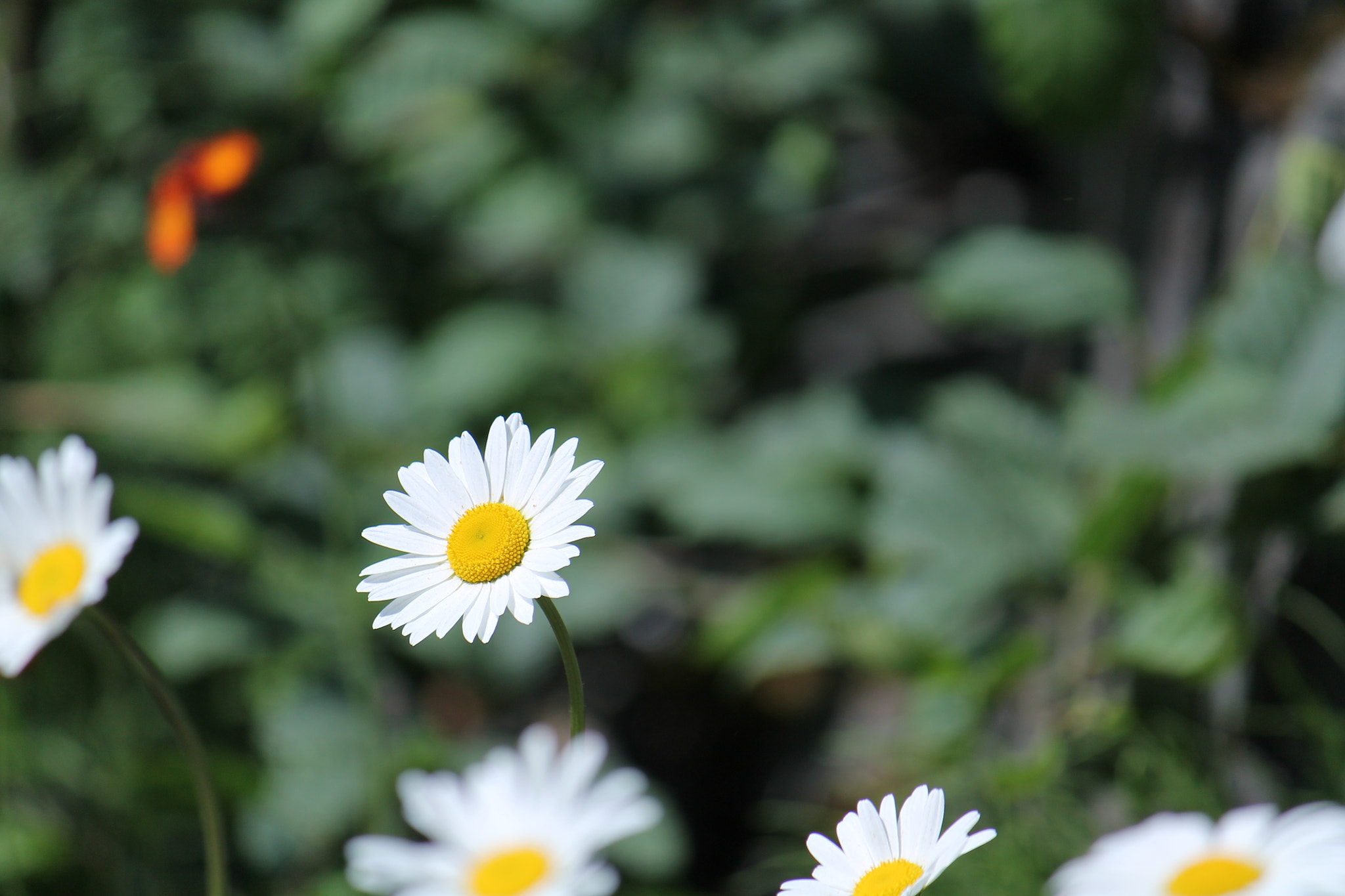 Canon EF-S 55-250mm F4-5.6 IS sample photo. Wild flowers 2 photography