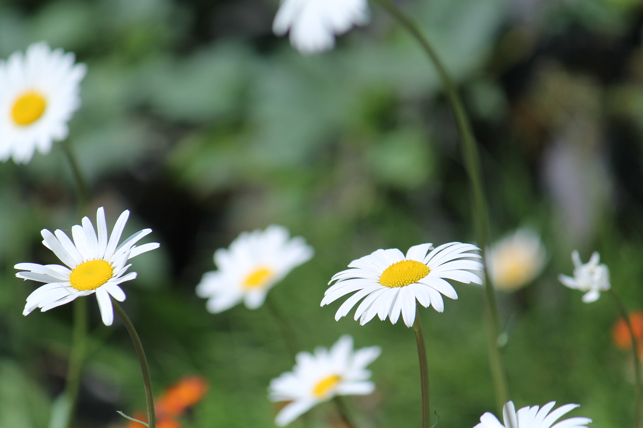 Canon EF-S 55-250mm F4-5.6 IS sample photo. Wild flowers 1 photography