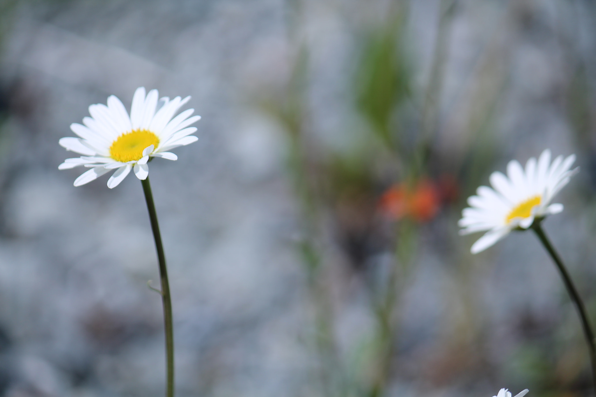 Canon EF-S 55-250mm F4-5.6 IS sample photo. Wild flowers 3 photography