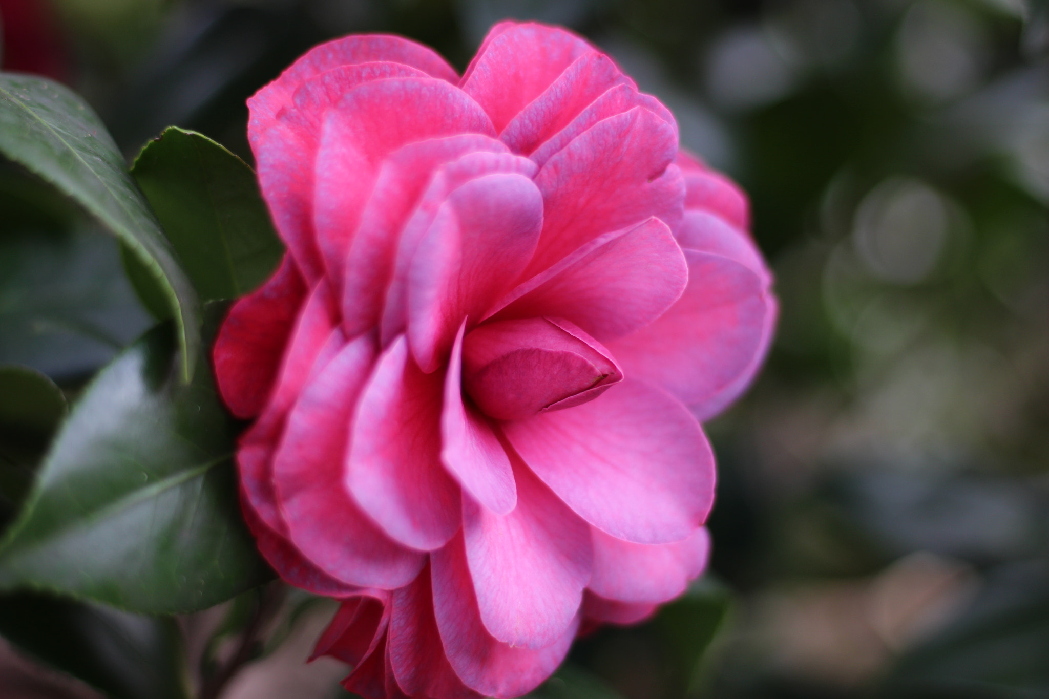 Canon EOS 100D (EOS Rebel SL1 / EOS Kiss X7) sample photo. Mathotiana photography
