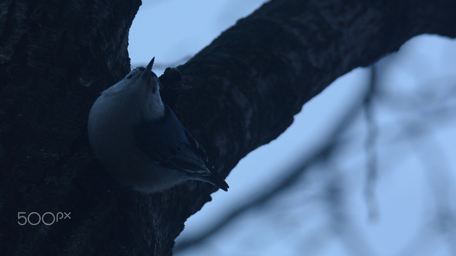 Nikon AF-S Nikkor 200-500mm F5.6E ED VR sample photo. From way up top photography