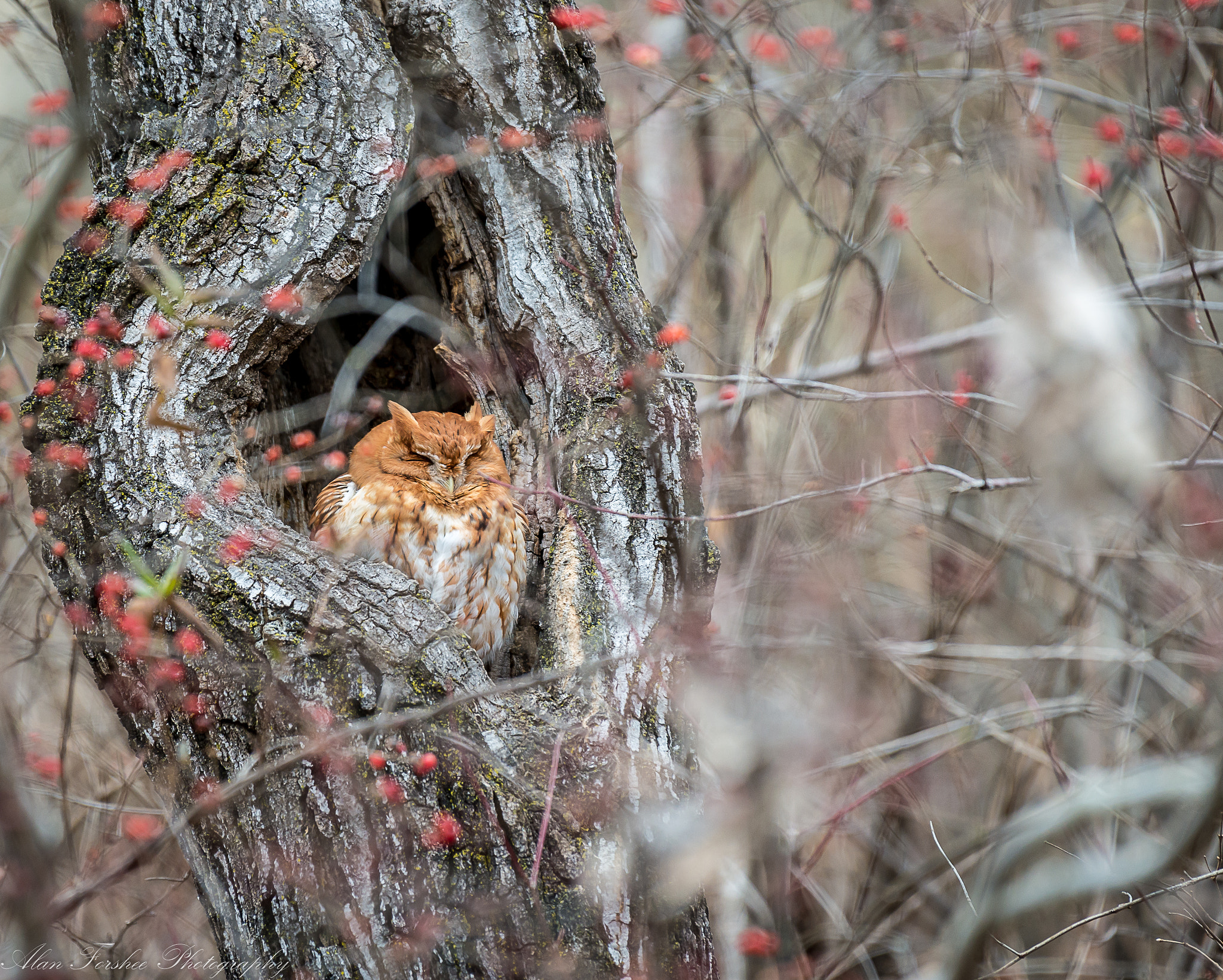Nikon AF-S Nikkor 200-500mm F5.6E ED VR sample photo. Screech owl sleeping photography