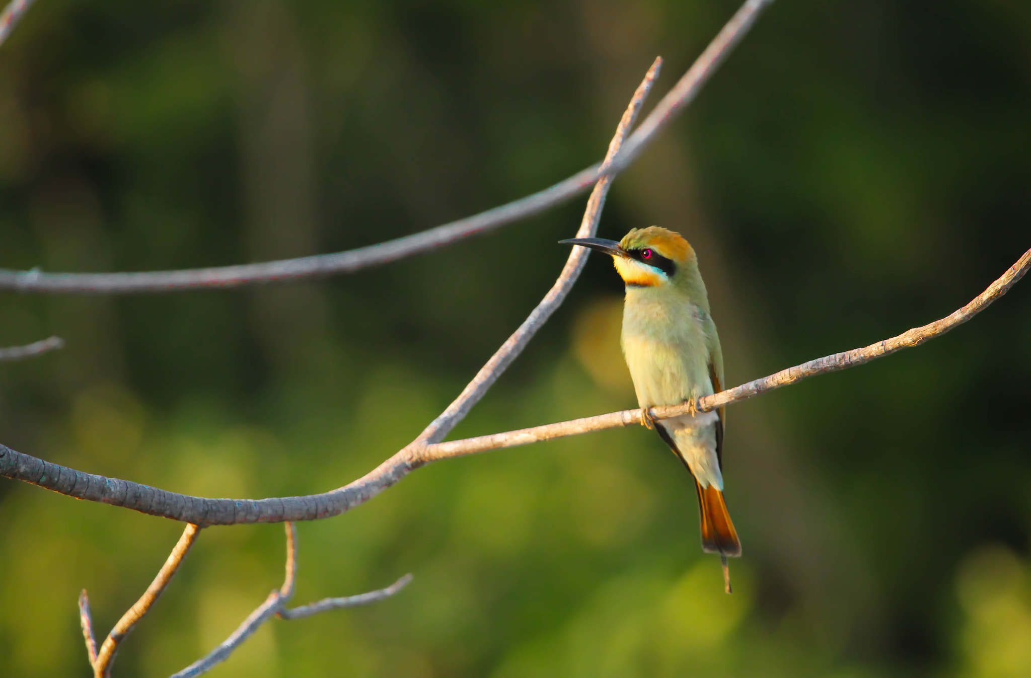 Canon EF 100-400mm F4.5-5.6L IS USM sample photo. Bee-eater in golden light photography