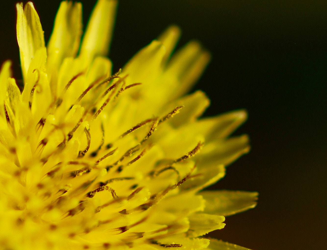 Olympus E-420 (EVOLT E-420) + Olympus Zuiko Digital ED 50mm F2.0 Macro sample photo. Sowthistle flower photography