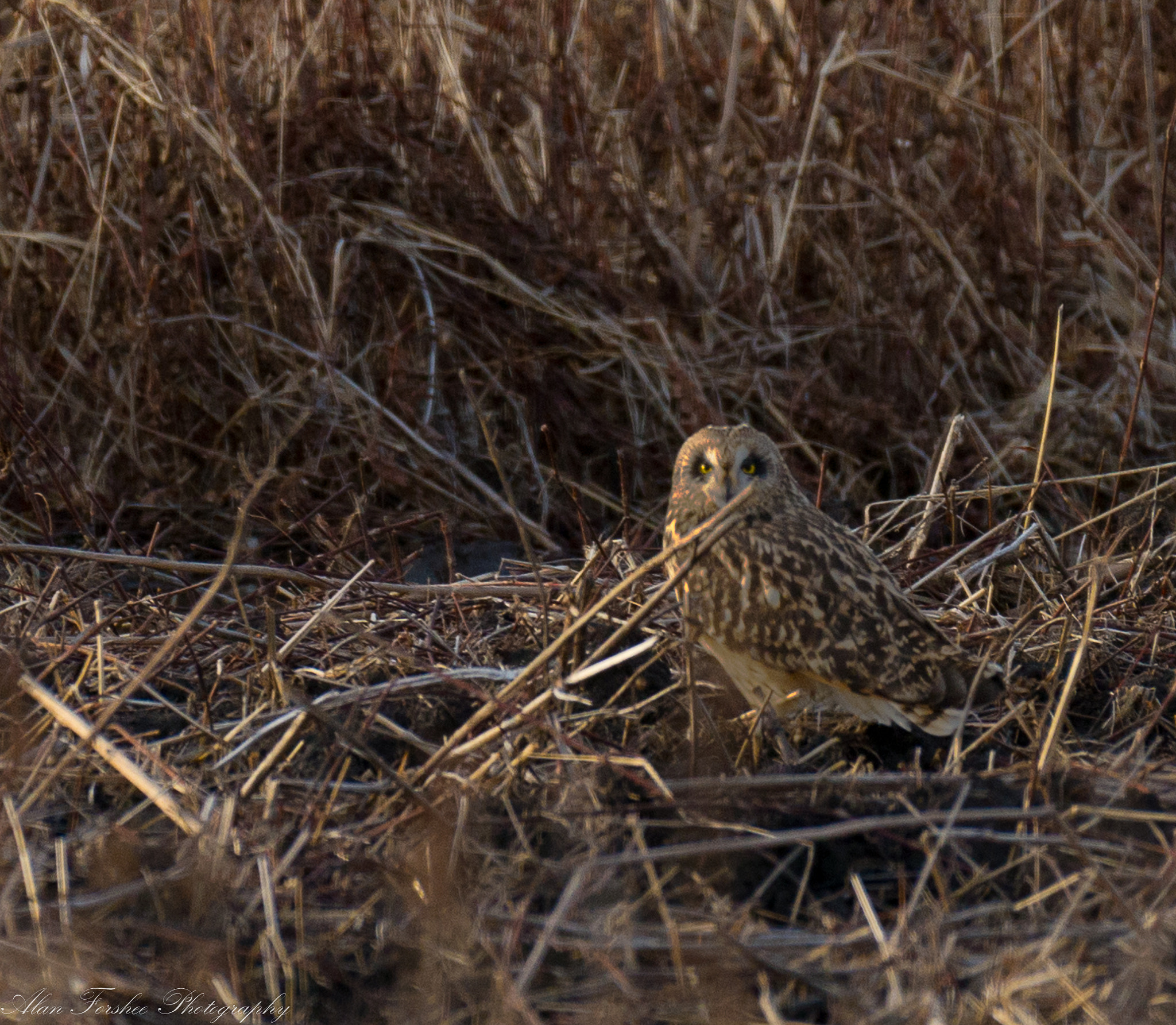 Nikon AF-S Nikkor 200-500mm F5.6E ED VR sample photo. Short-eared owl photography