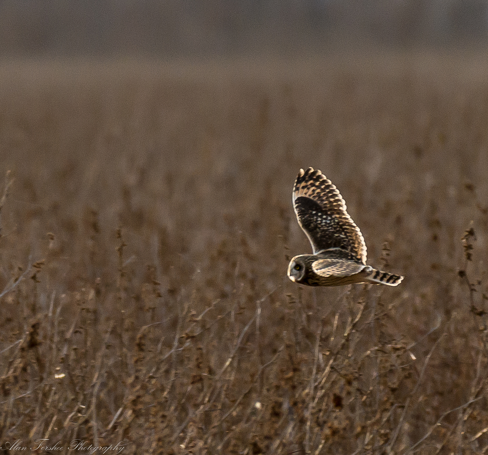 Nikon D610 sample photo. Short-eared owl photography