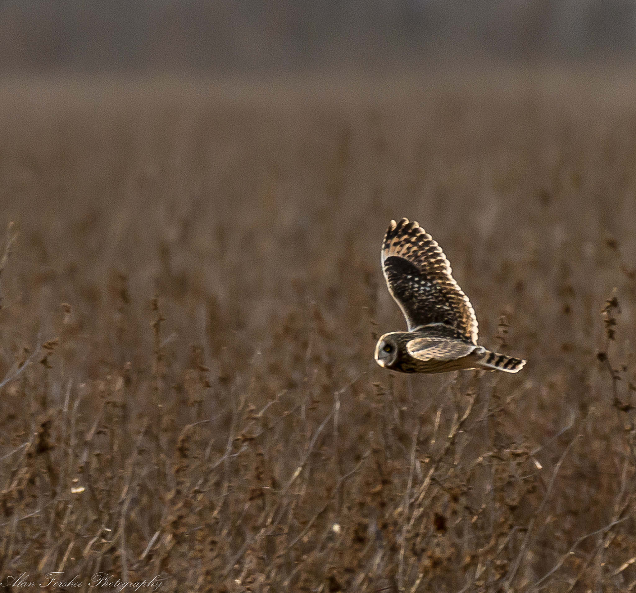 Nikon AF-S Nikkor 200-500mm F5.6E ED VR sample photo. Short-eared owl photography
