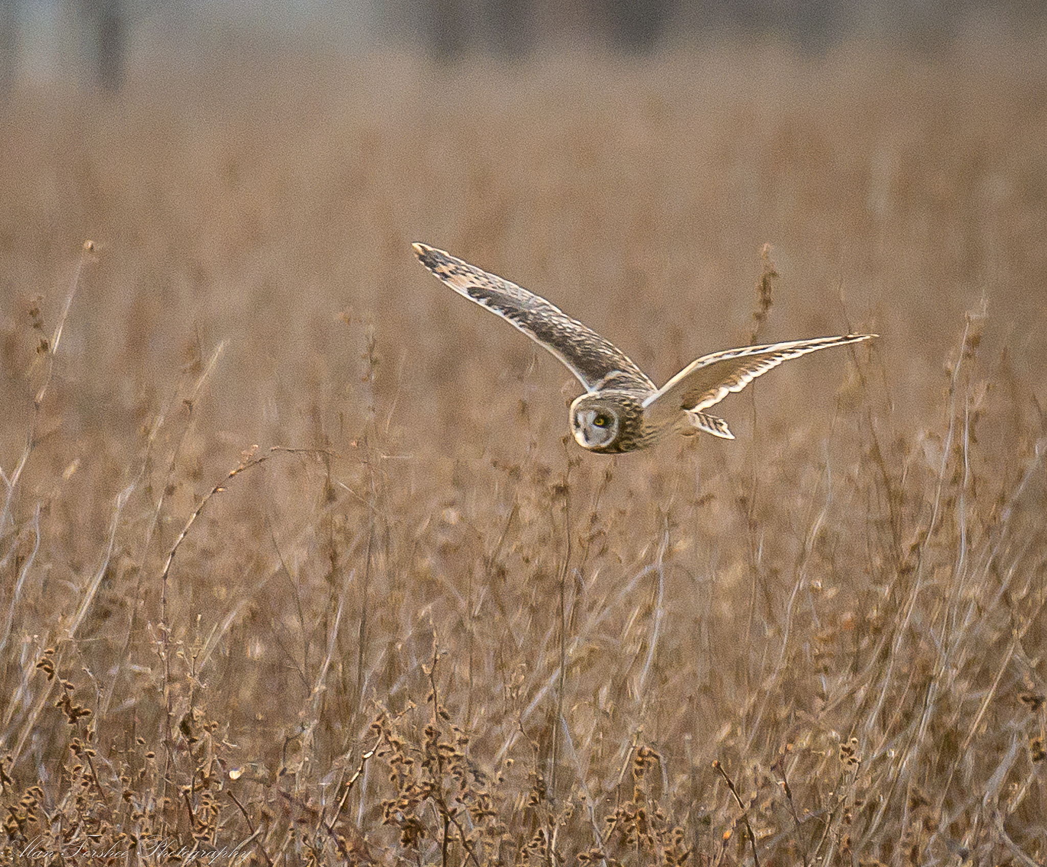 Nikon D610 sample photo. Short-eared owl photography