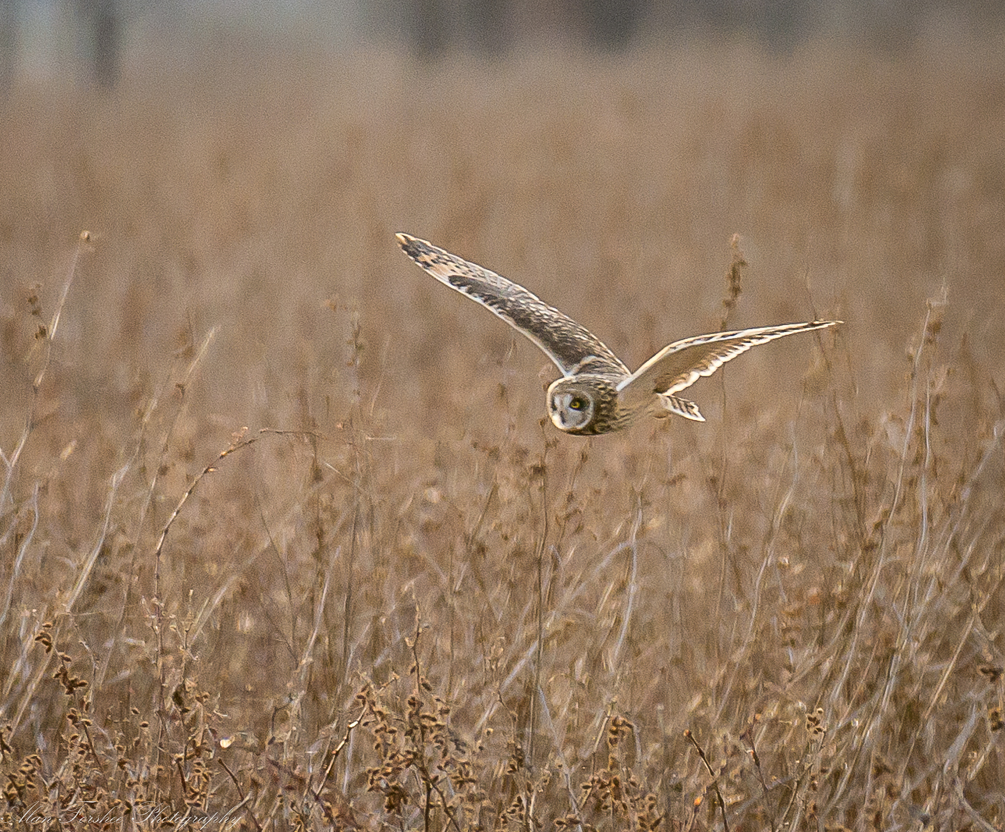 Nikon AF-S Nikkor 200-500mm F5.6E ED VR sample photo. Short-eared owl photography