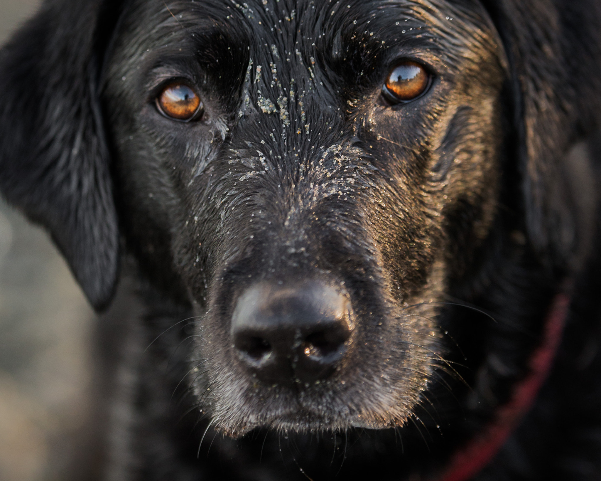 Tamron SP 70-200mm F2.8 Di VC USD sample photo. Sadie - stick please photography