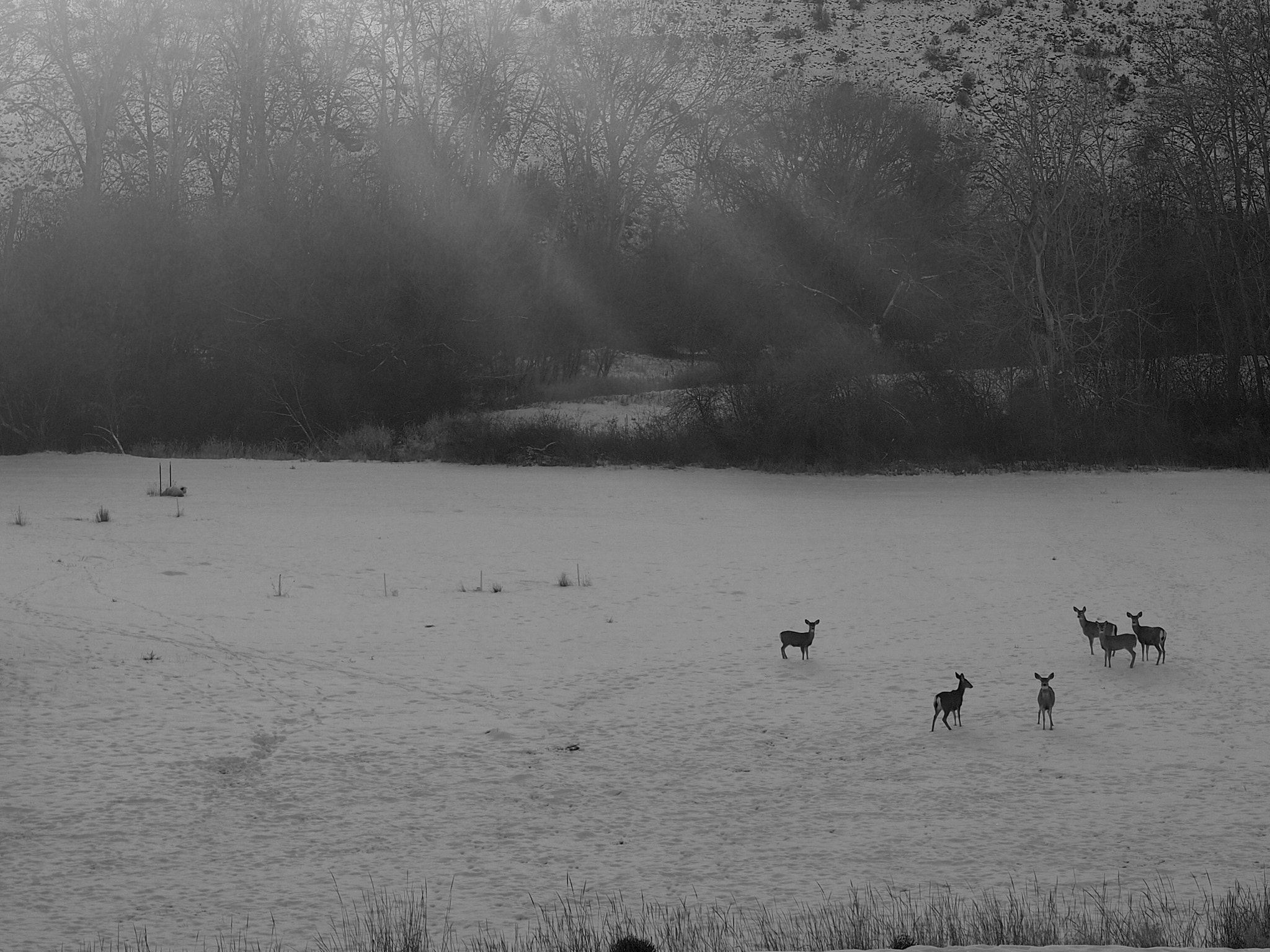 Olympus OM-D E-M5 II + Olympus M.Zuiko Digital ED 12-40mm F2.8 Pro sample photo. Deer in the field photography