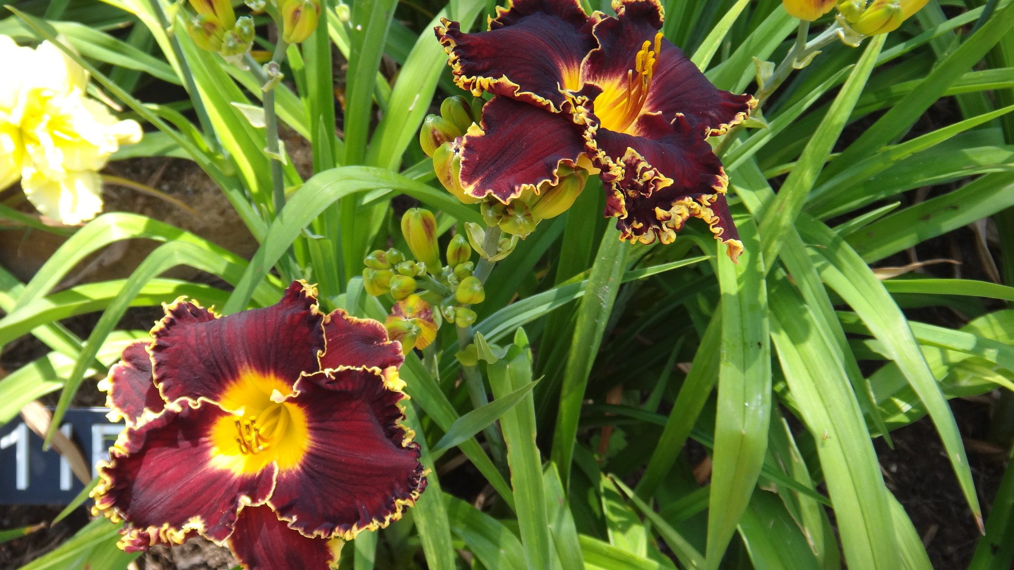 Sony DSC-TX20 sample photo. Daylilies 1 photography