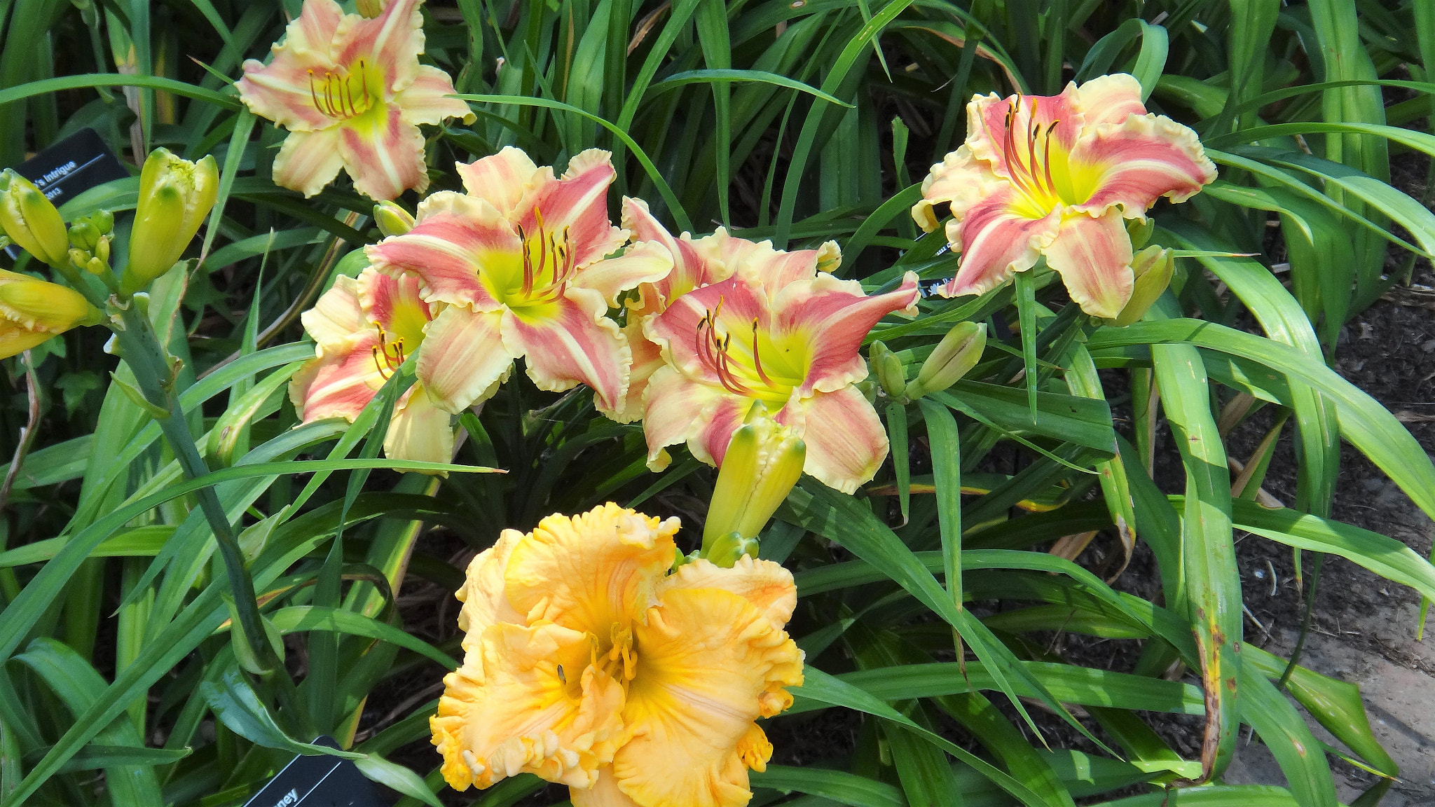 Sony DSC-TX20 sample photo. Daylilies 2 photography