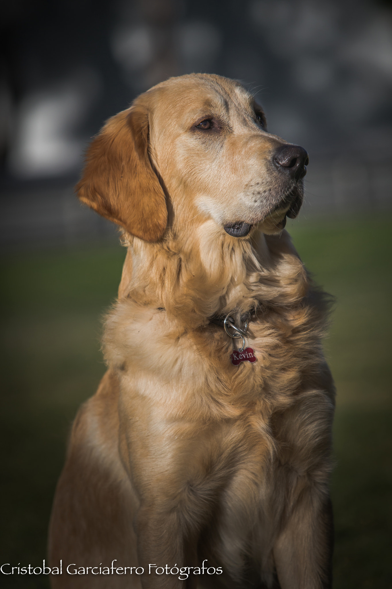 Canon EF 70-200mm F2.8L IS USM sample photo. Kevin, my golden retriever photography