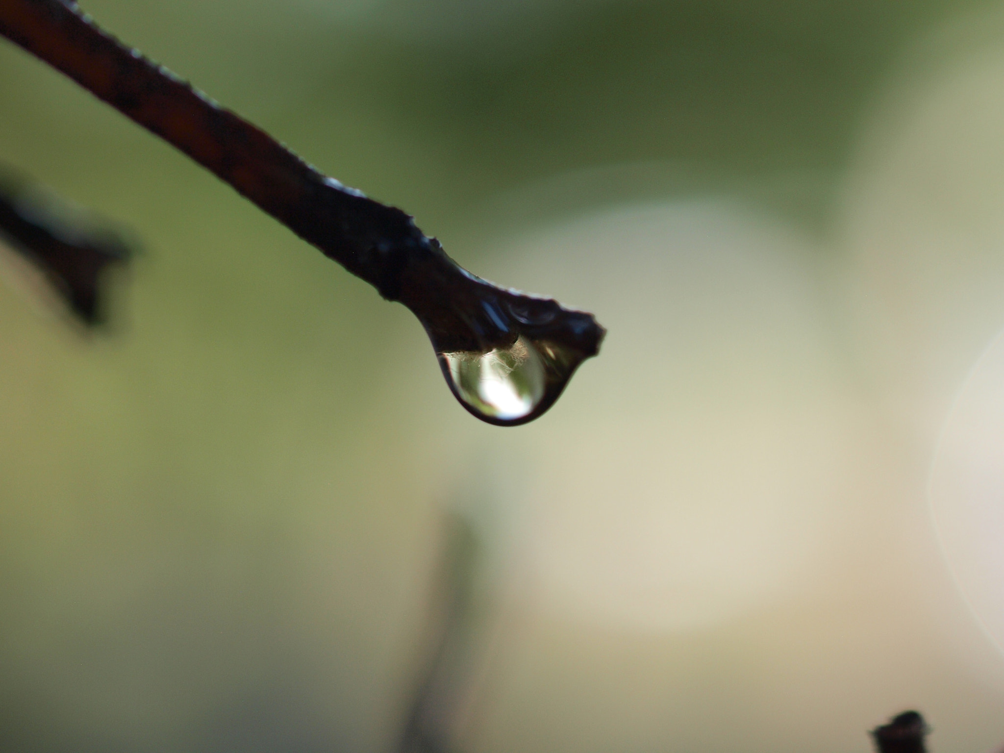 Olympus E-420 (EVOLT E-420) + Olympus Zuiko Digital ED 50mm F2.0 Macro sample photo. Droplet on a branch photography