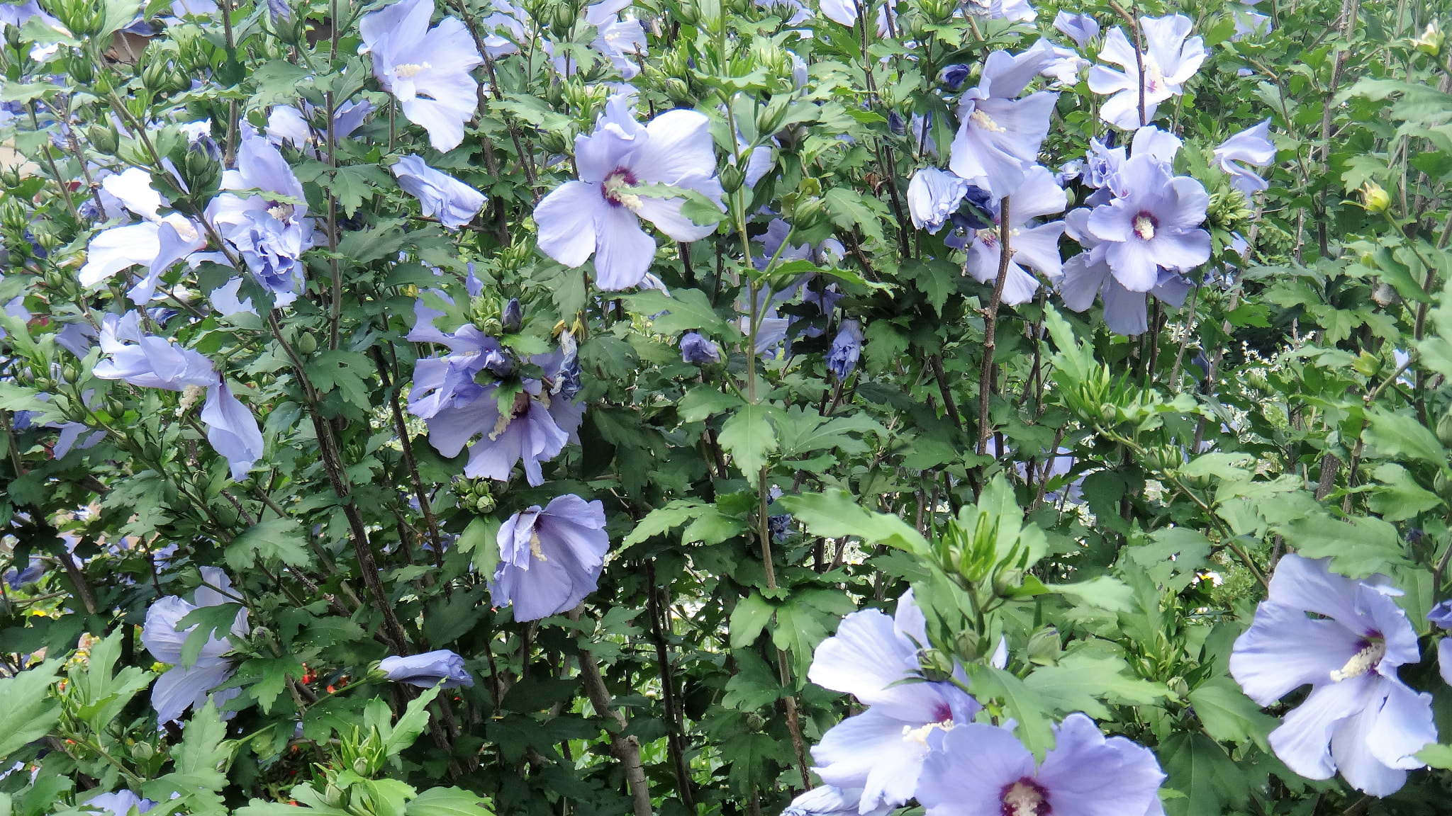 Sony DSC-TX20 sample photo. Rose of sharon photography