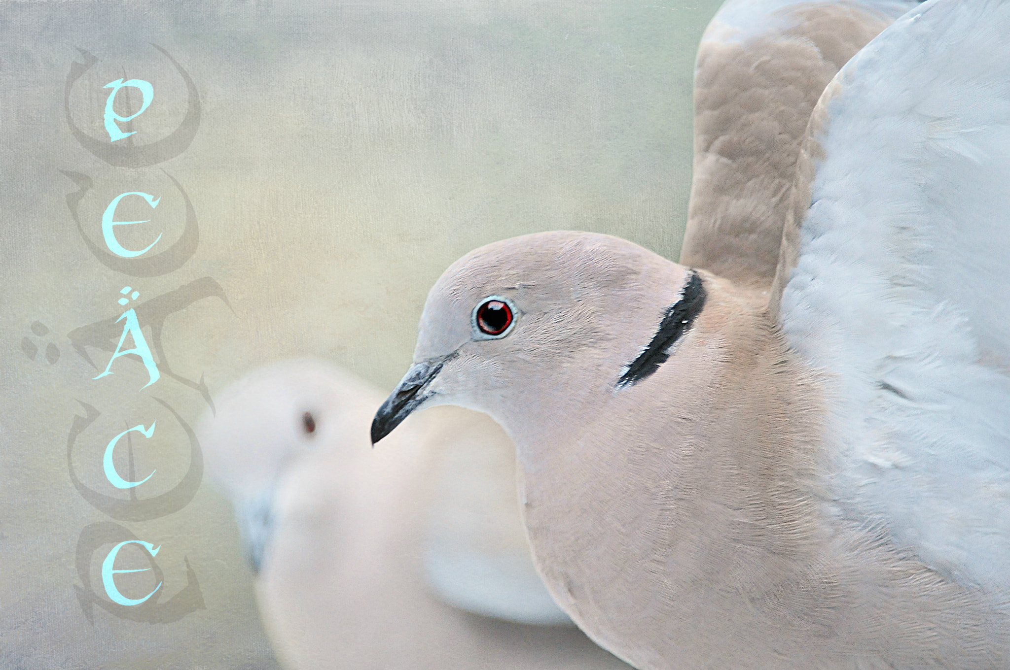 Nikon AF-S Nikkor 200-400mm F4G ED-IF VR sample photo. Peace on earth . . . photography