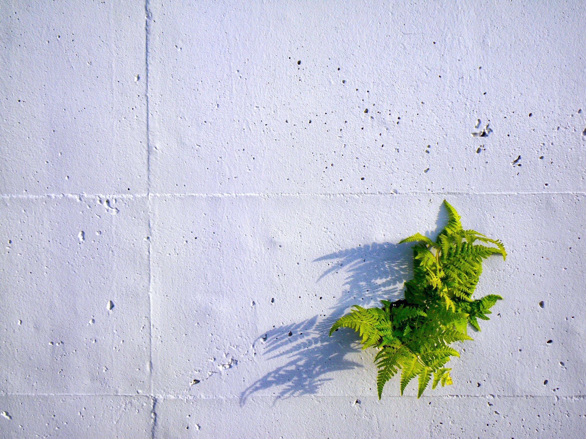 Pentax Optio W60 sample photo. Green on white photography