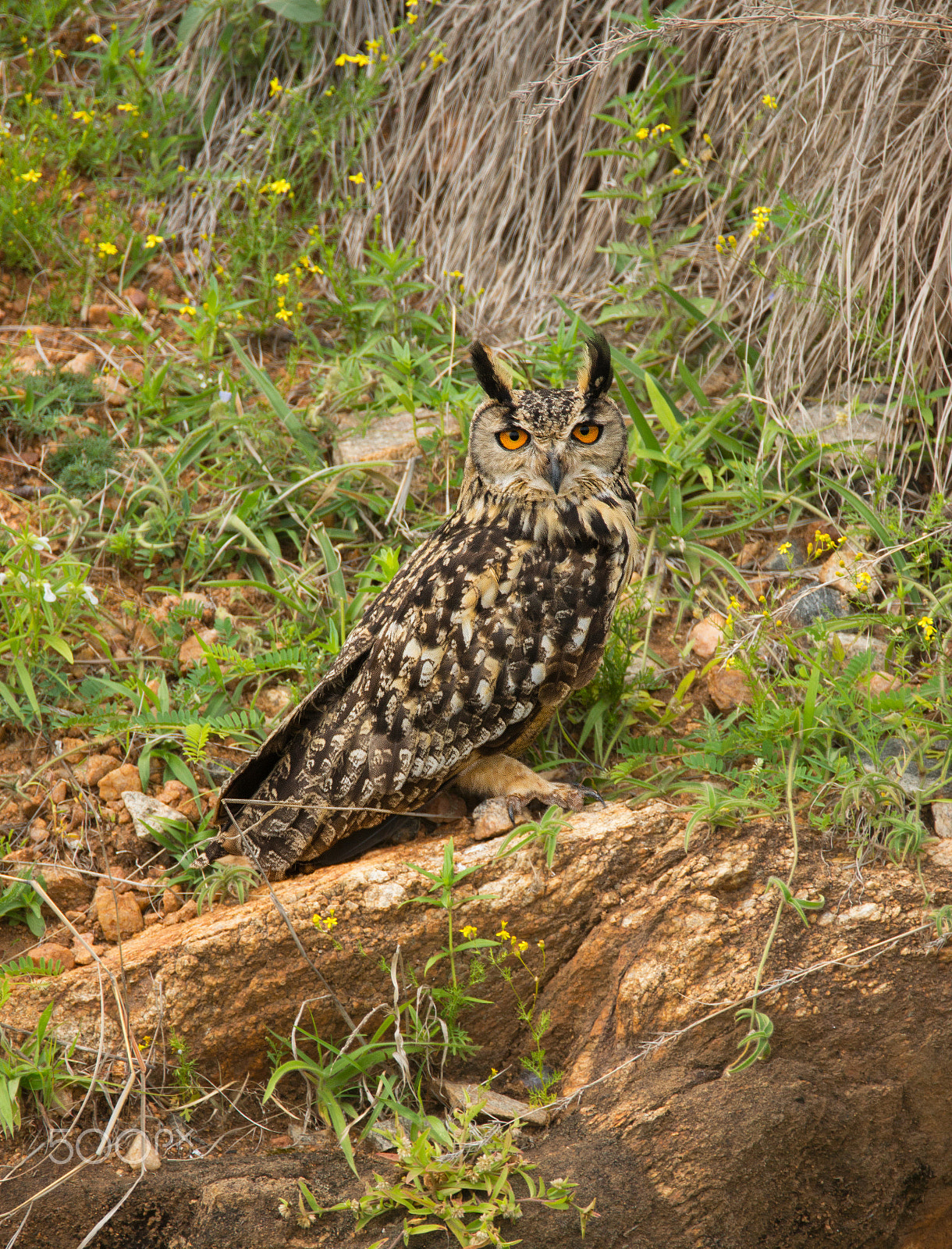 Sony SLT-A65 (SLT-A65V) sample photo. Rock eagle-owl photography