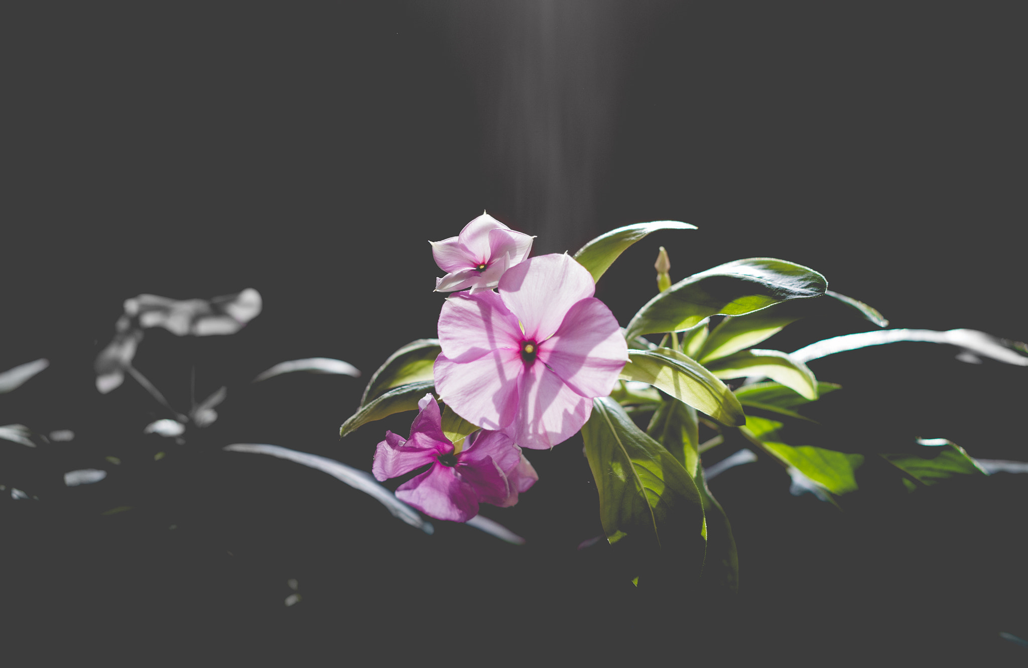 Pentax K-30 + Pentax smc DA 50mm F1.8 sample photo. 叶落彼岸，花开荼蘼 photography