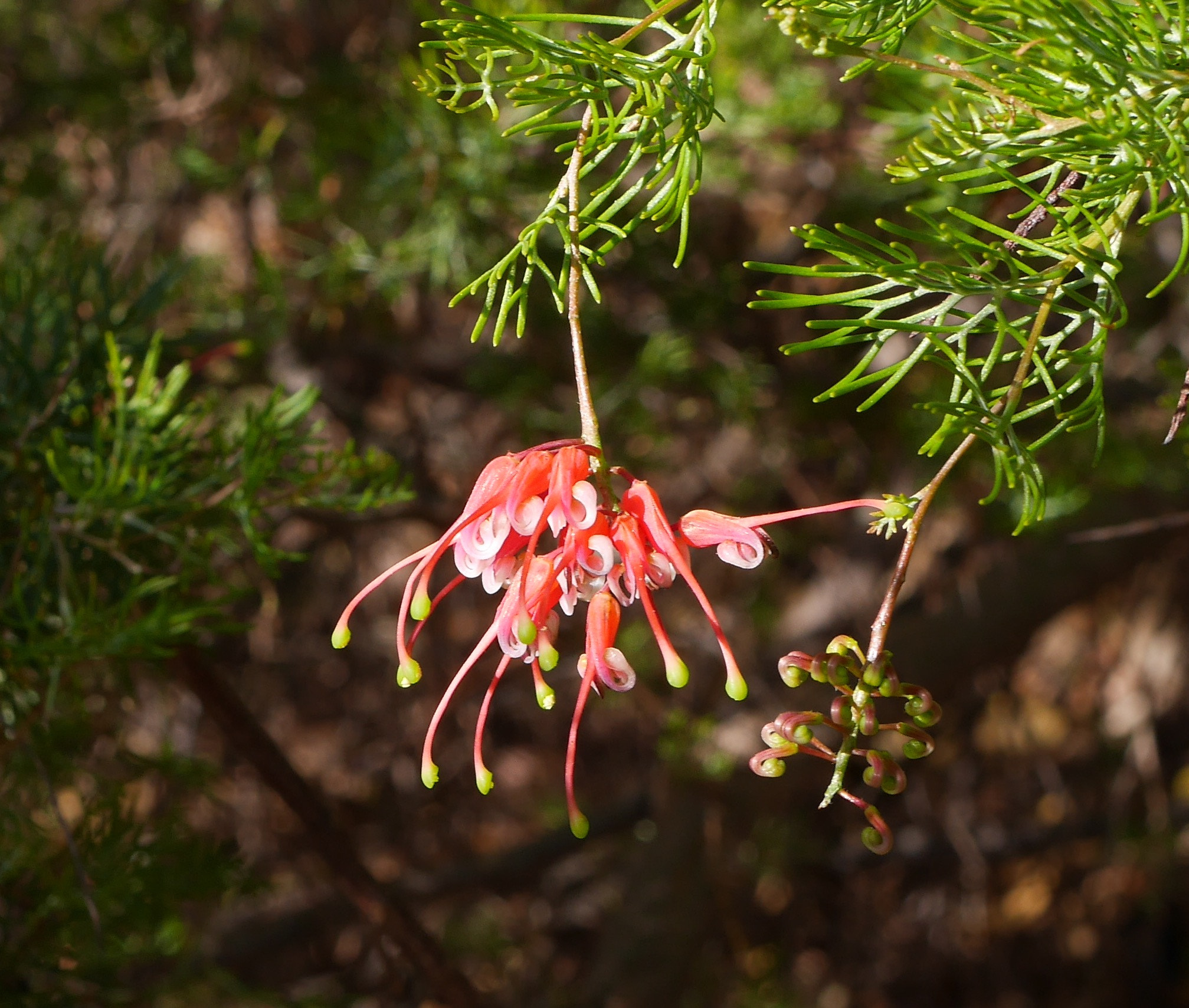 Panasonic Lumix G Macro 30mm F2.8 ASPH Mega OIS sample photo. Grevillea fililoba photography