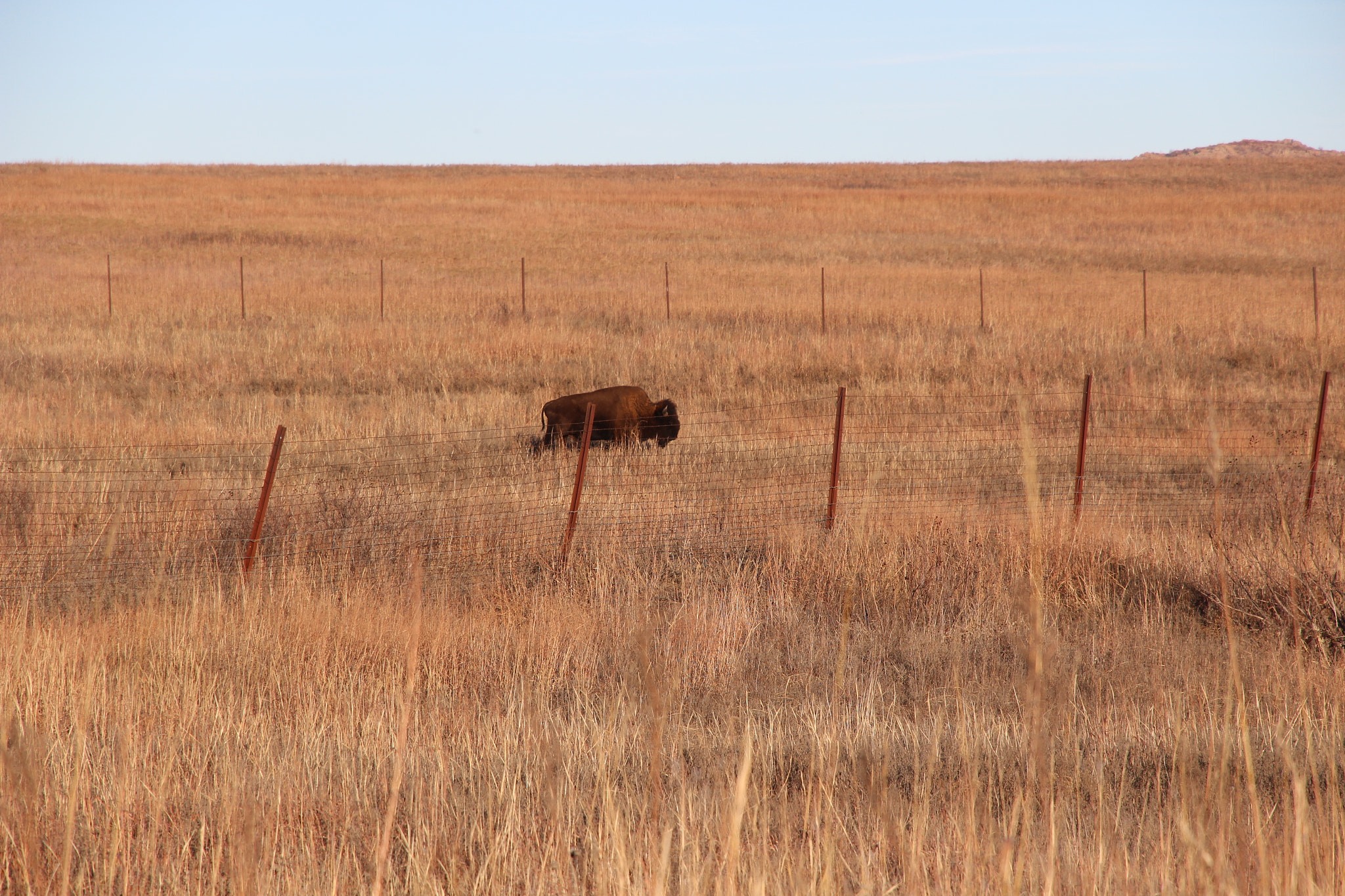 Canon EOS 100D (EOS Rebel SL1 / EOS Kiss X7) sample photo. Wild buffalo photography
