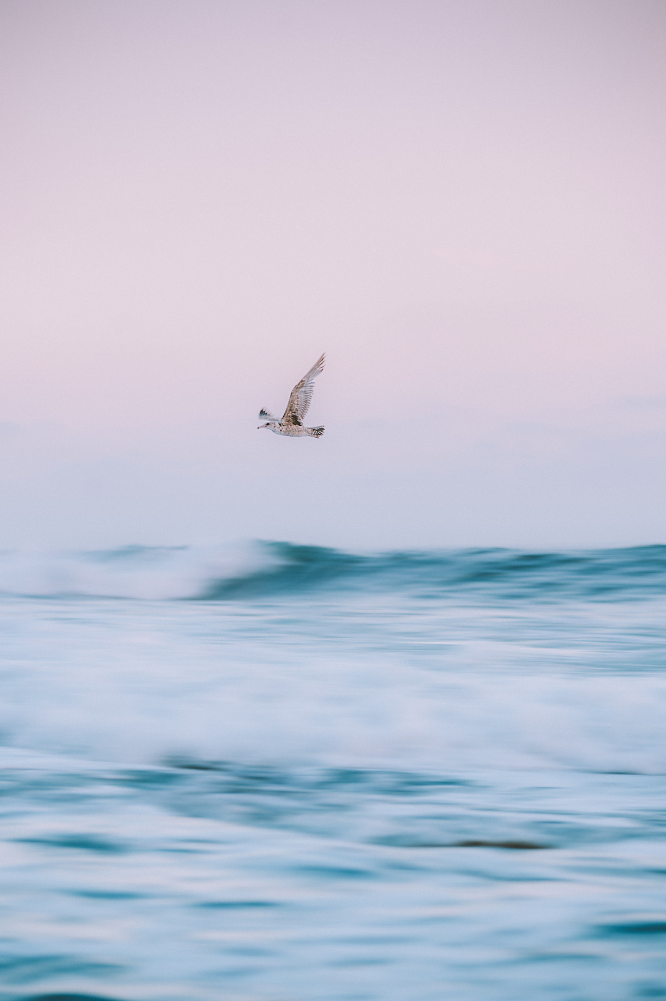 Nikon D4S sample photo. Seagul photography
