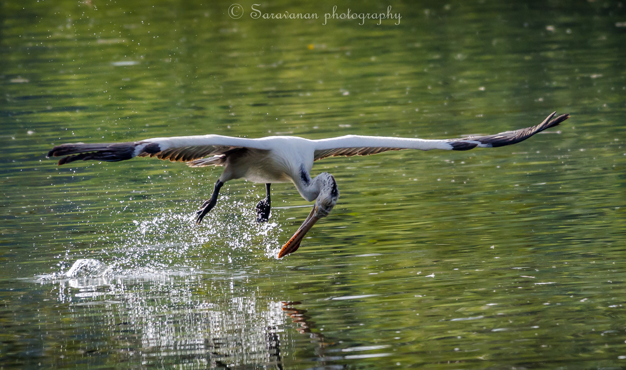 Nikon AF-S Nikkor 200-500mm F5.6E ED VR sample photo. Trial for a catch photography