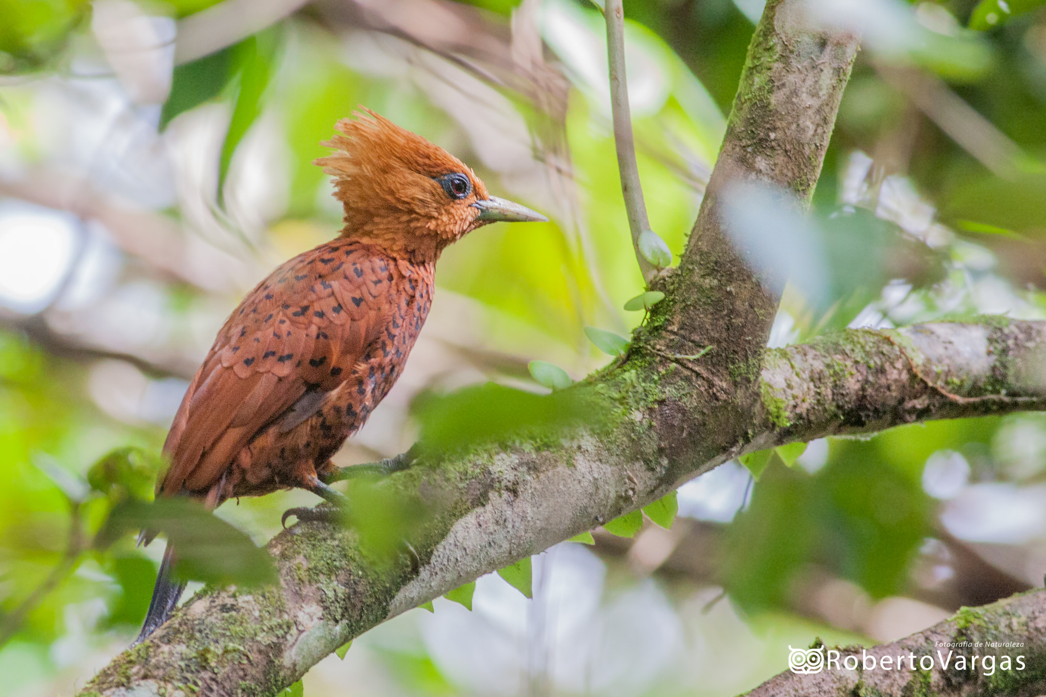 Canon EOS 40D + Canon EF 400mm F5.6L USM sample photo. Celeus castaneus / carpintero castaño / chestnut-colored woodpecker photography