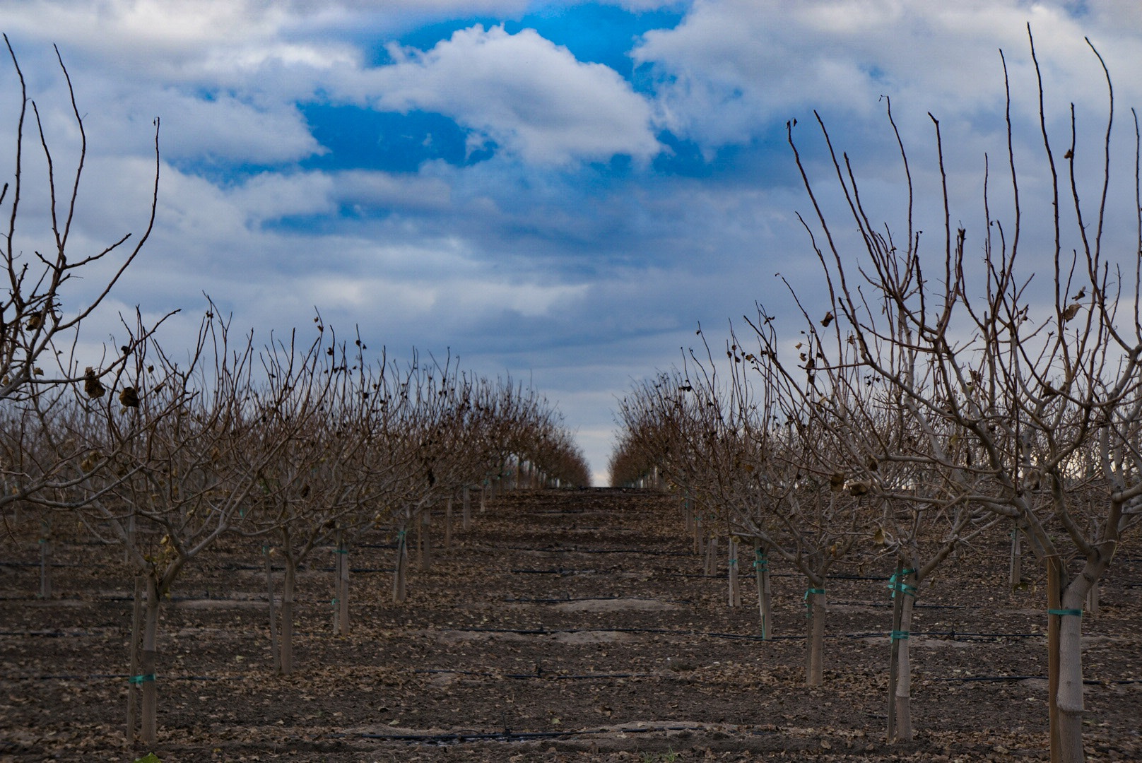 Sony Alpha NEX-6 + Sony E 18-55mm F3.5-5.6 OSS sample photo. Orchard in winter photography