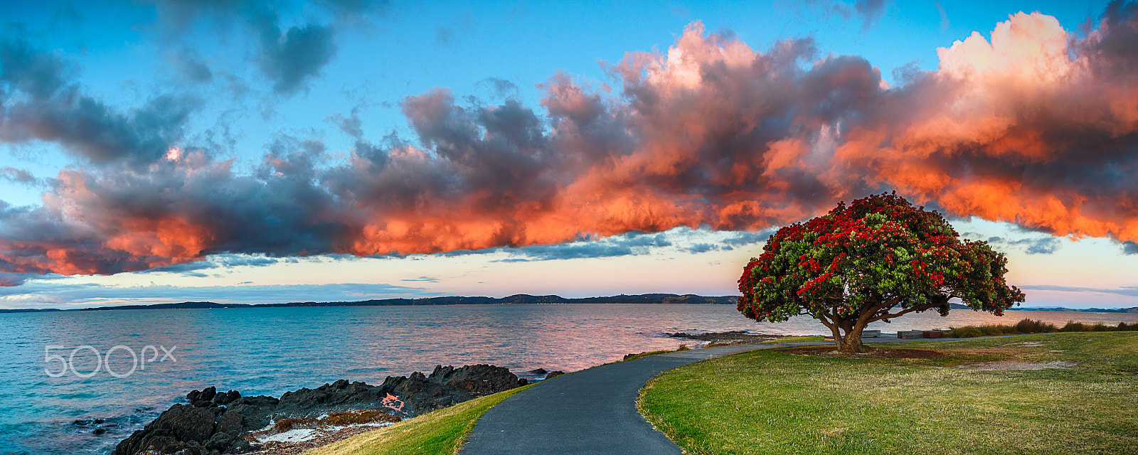 Canon EOS 7D Mark II + Sigma 18-200mm f/3.5-6.3 DC OS sample photo. The lonely pohutukawa dusk photography