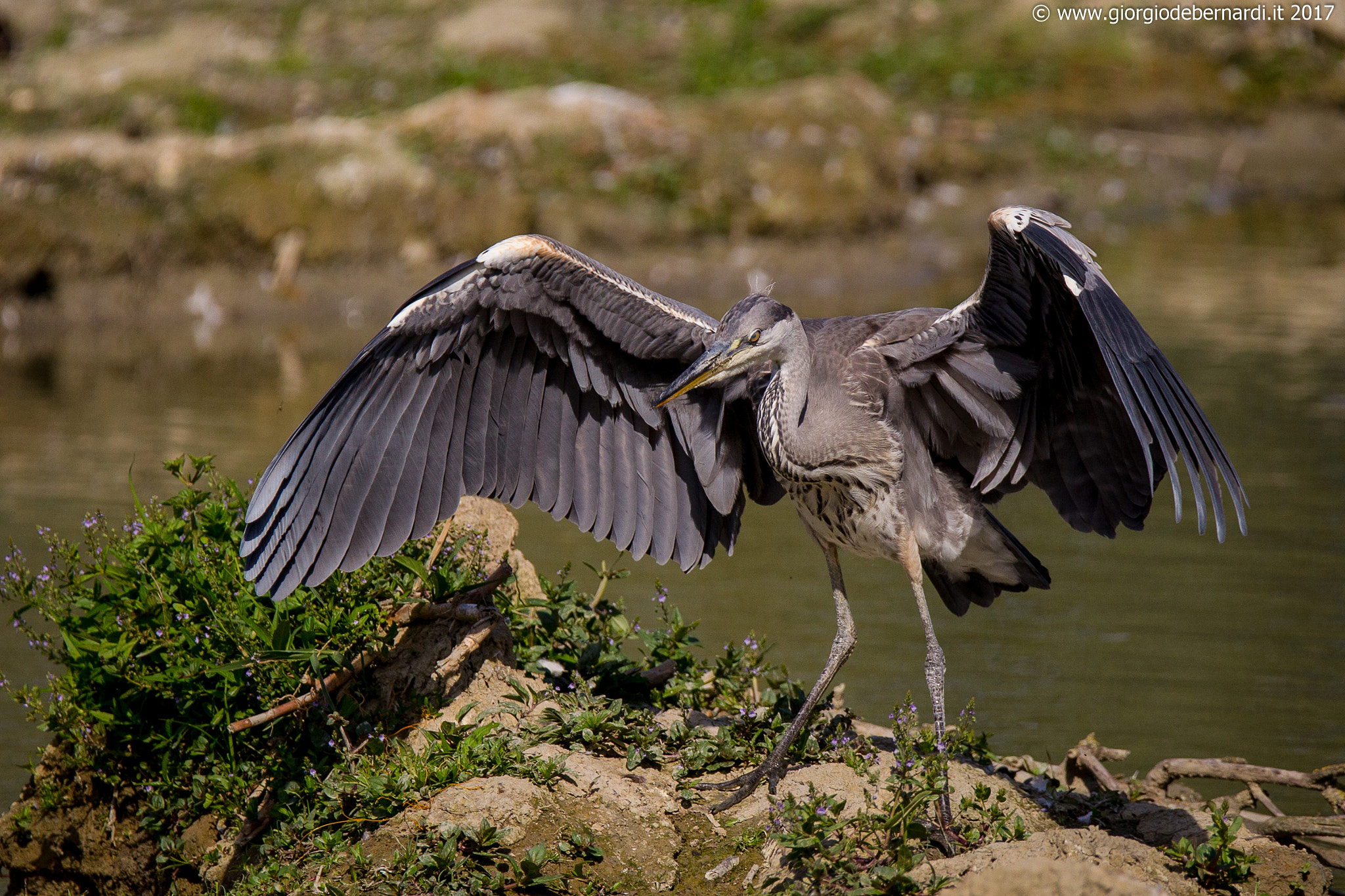 Canon EOS-1D Mark IV sample photo. Airone cenerino photography