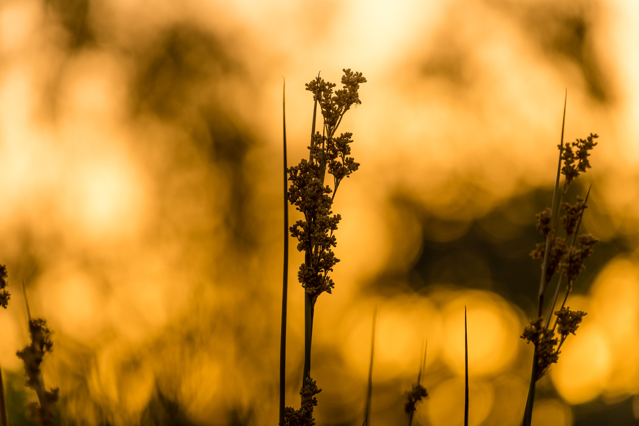 Canon EF 70-300mm F4-5.6L IS USM sample photo. Armageddon photography