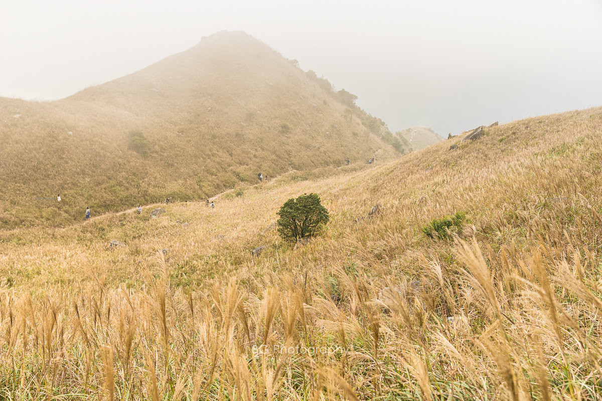 Sony a7 II + Canon EF 85mm F1.2L II USM sample photo. Autumn breeze. photography