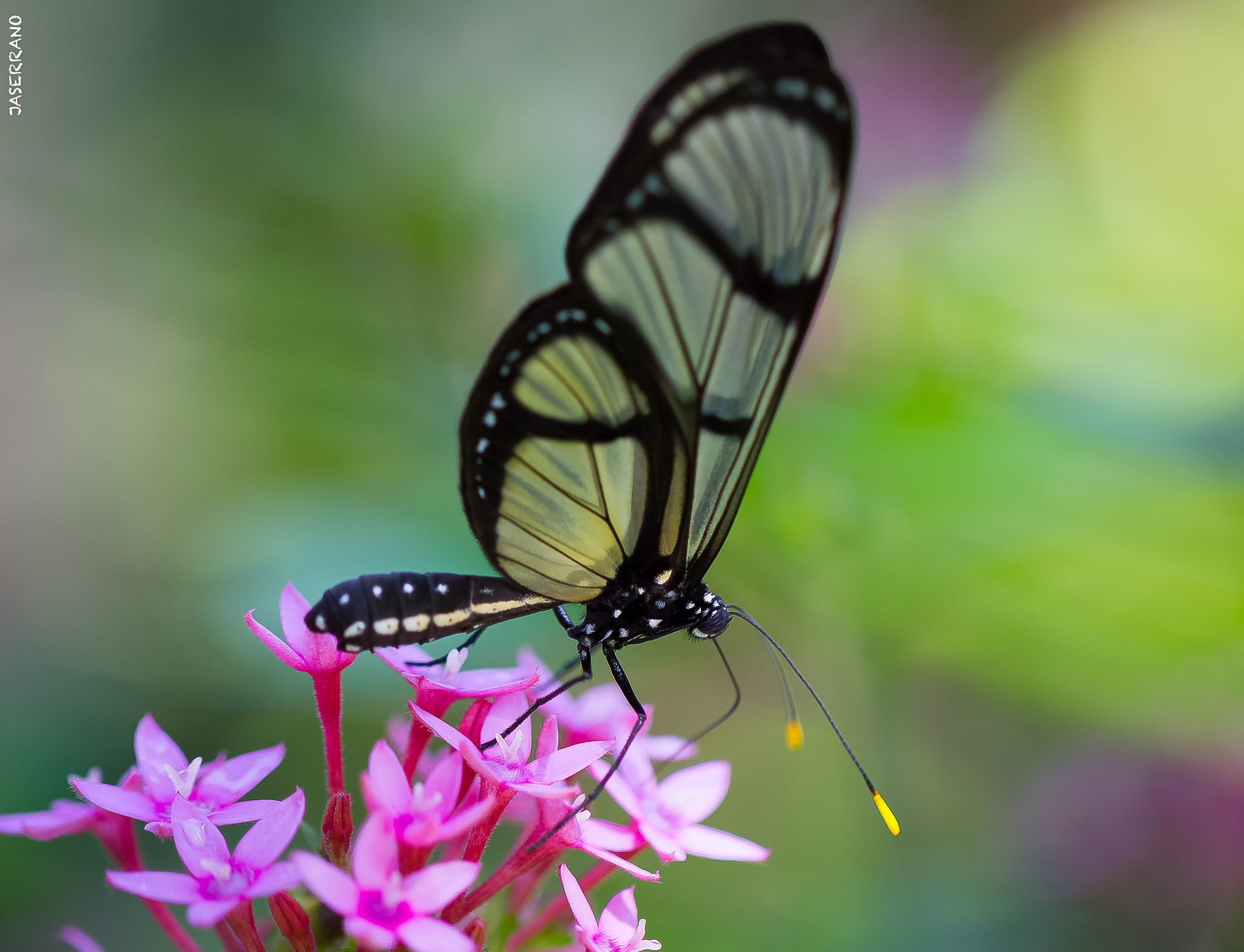 Canon EF 100mm F2.8L Macro IS USM sample photo. Fairchild photography