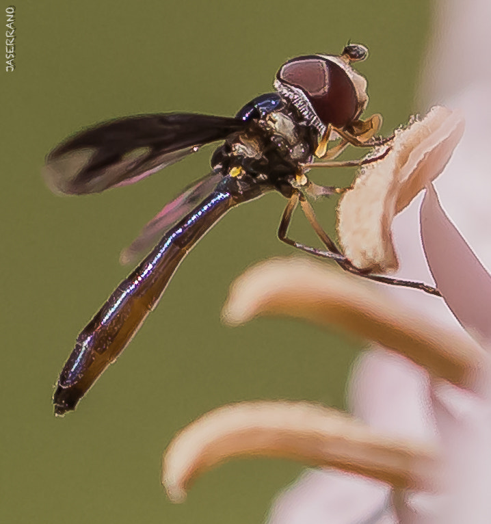 Canon EF 100mm F2.8L Macro IS USM sample photo. Bug collection november photography